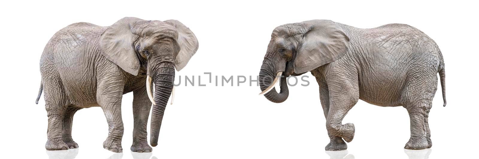 Isolation on white of two walking elephants. African elephants isolated on a white uniform background. Photo of elephants close-up, side view