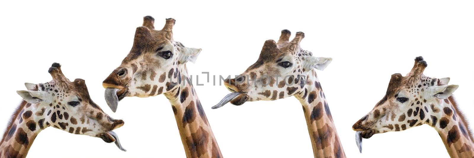 Giraffe shows a long tongue. Funny giraffe isolated on white background. Close-up of a giraffe's head with its tongue hanging out