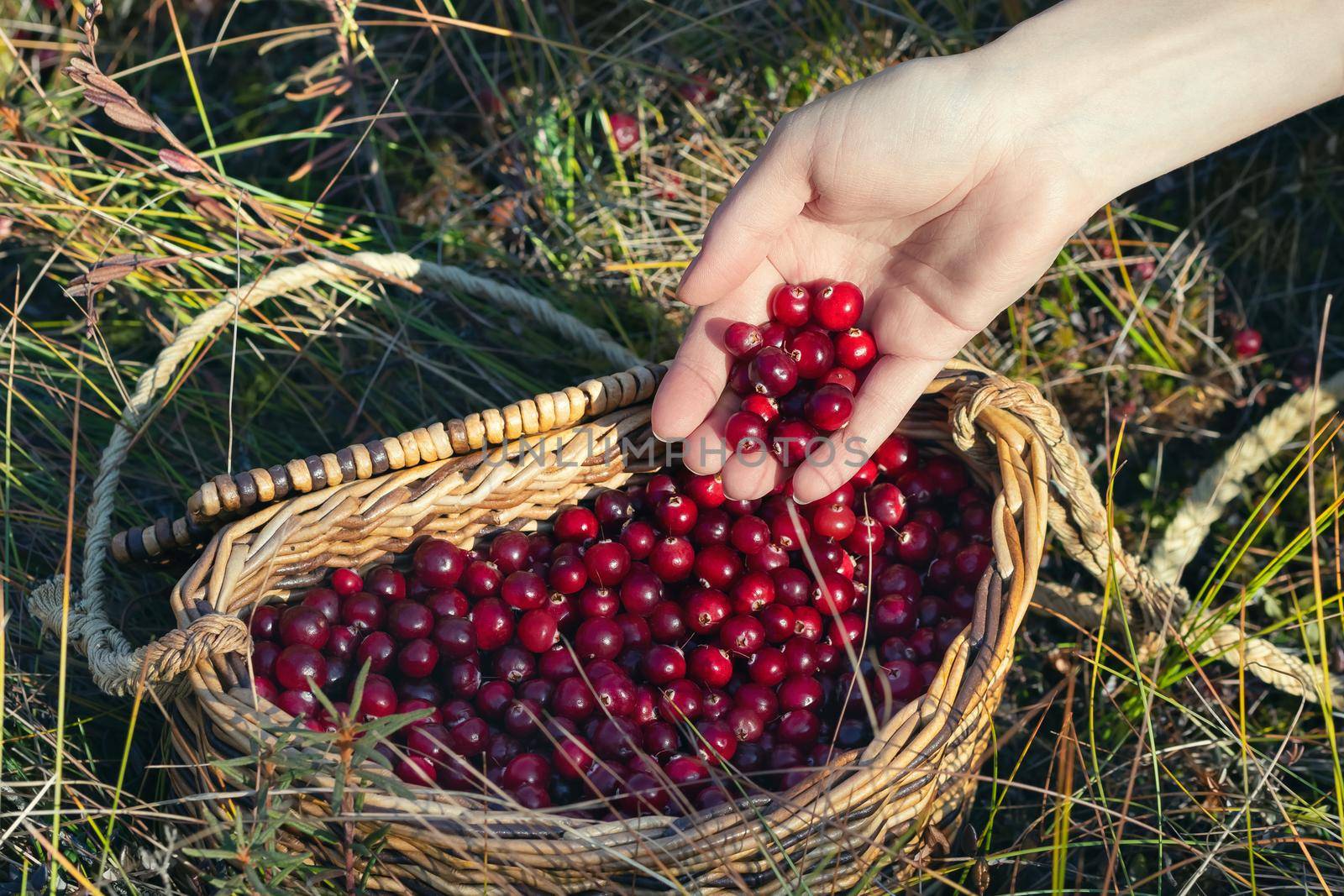 Woman's hand pours the collected cranberries into a basket.
