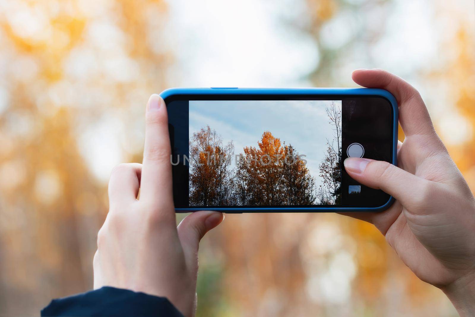 Girl takes pictures of yellow autumn trees on a phone camera.
