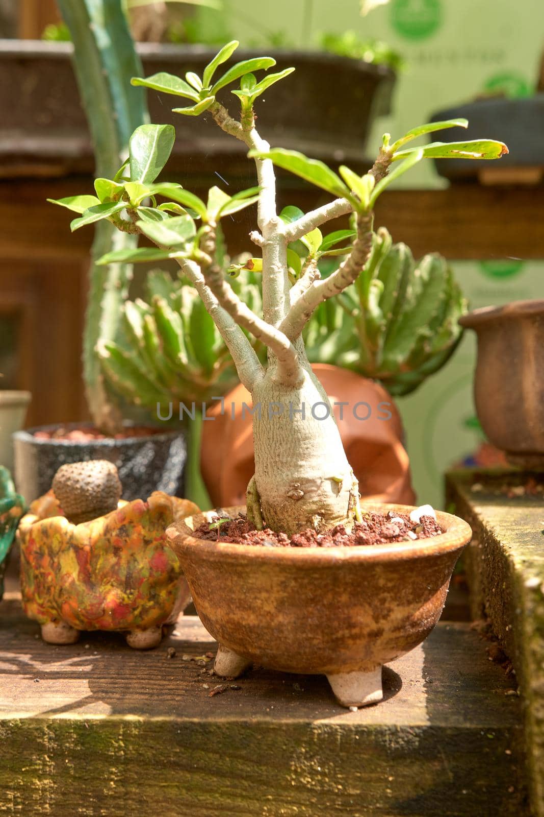 bonsai nursery with variety of species. bonsais, plants and trees.