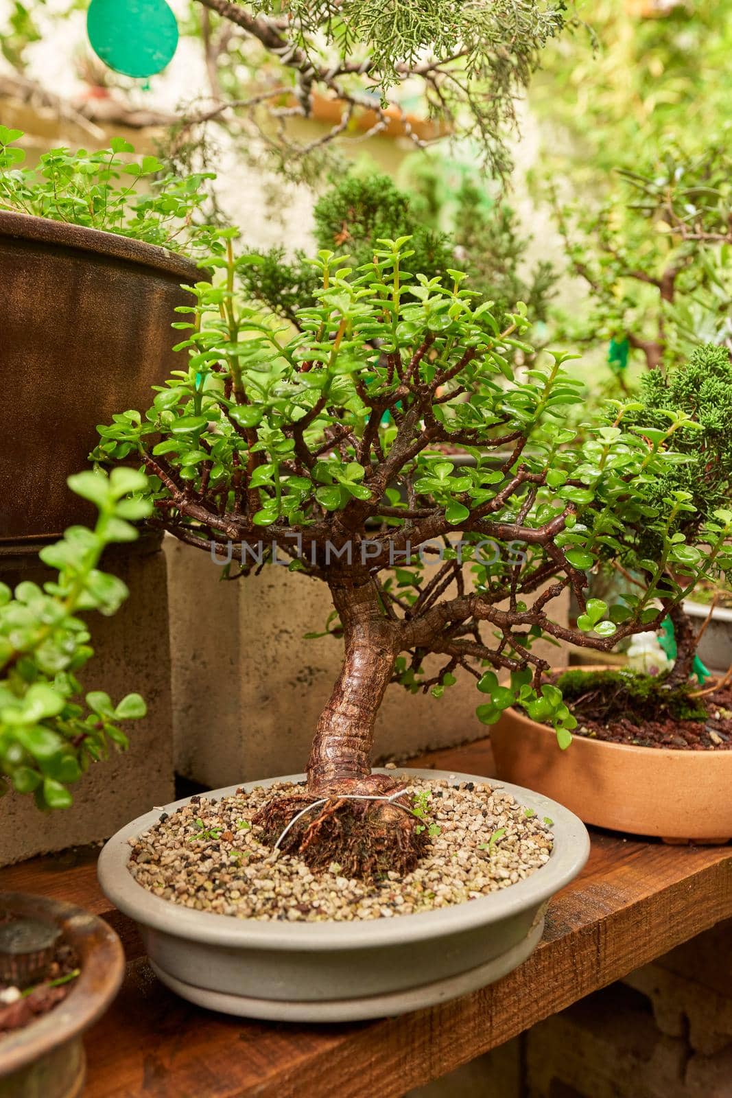 bonsai nursery with variety of species by JpRamos