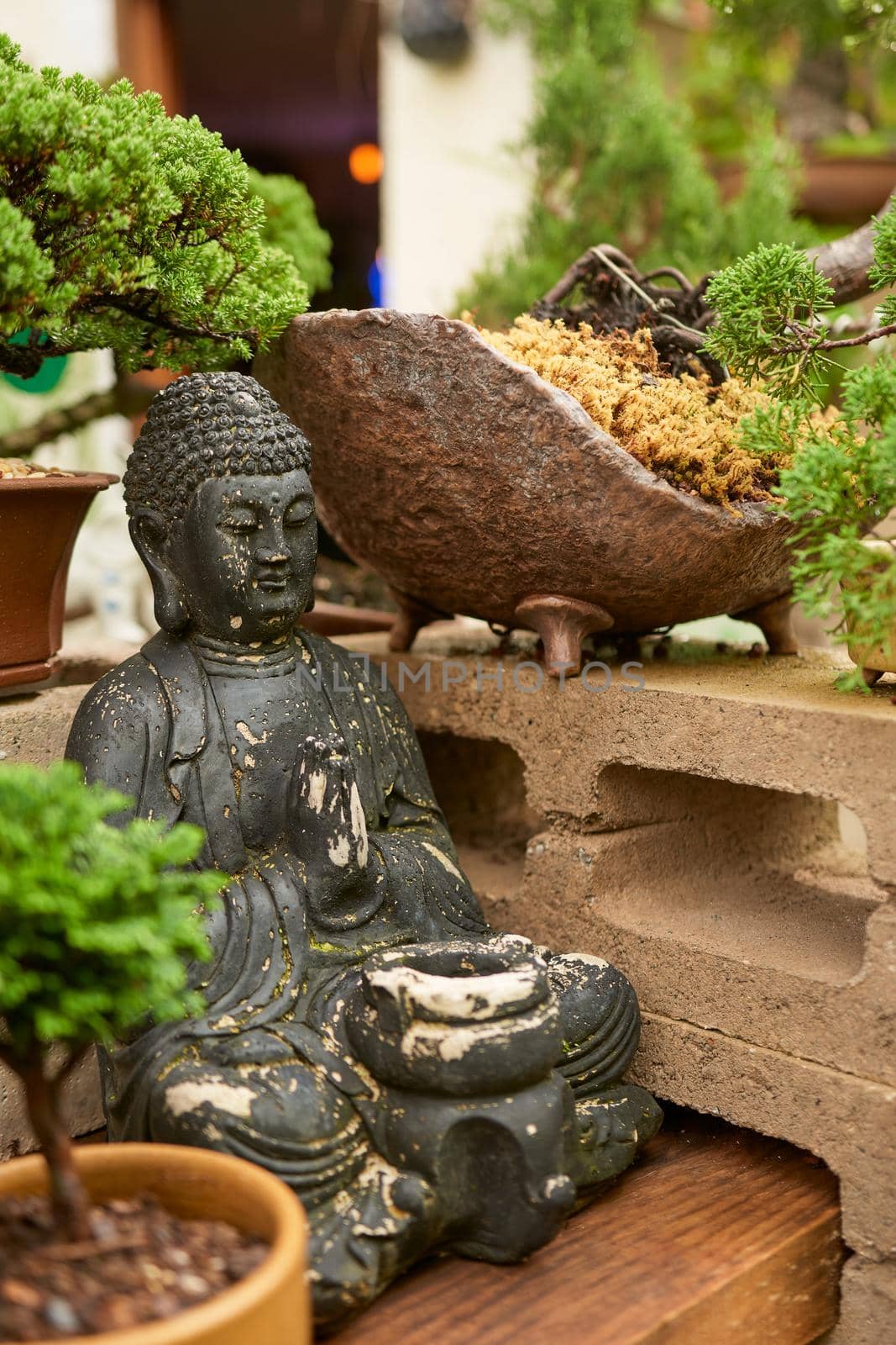 bonsai nursery with variety of species by JpRamos