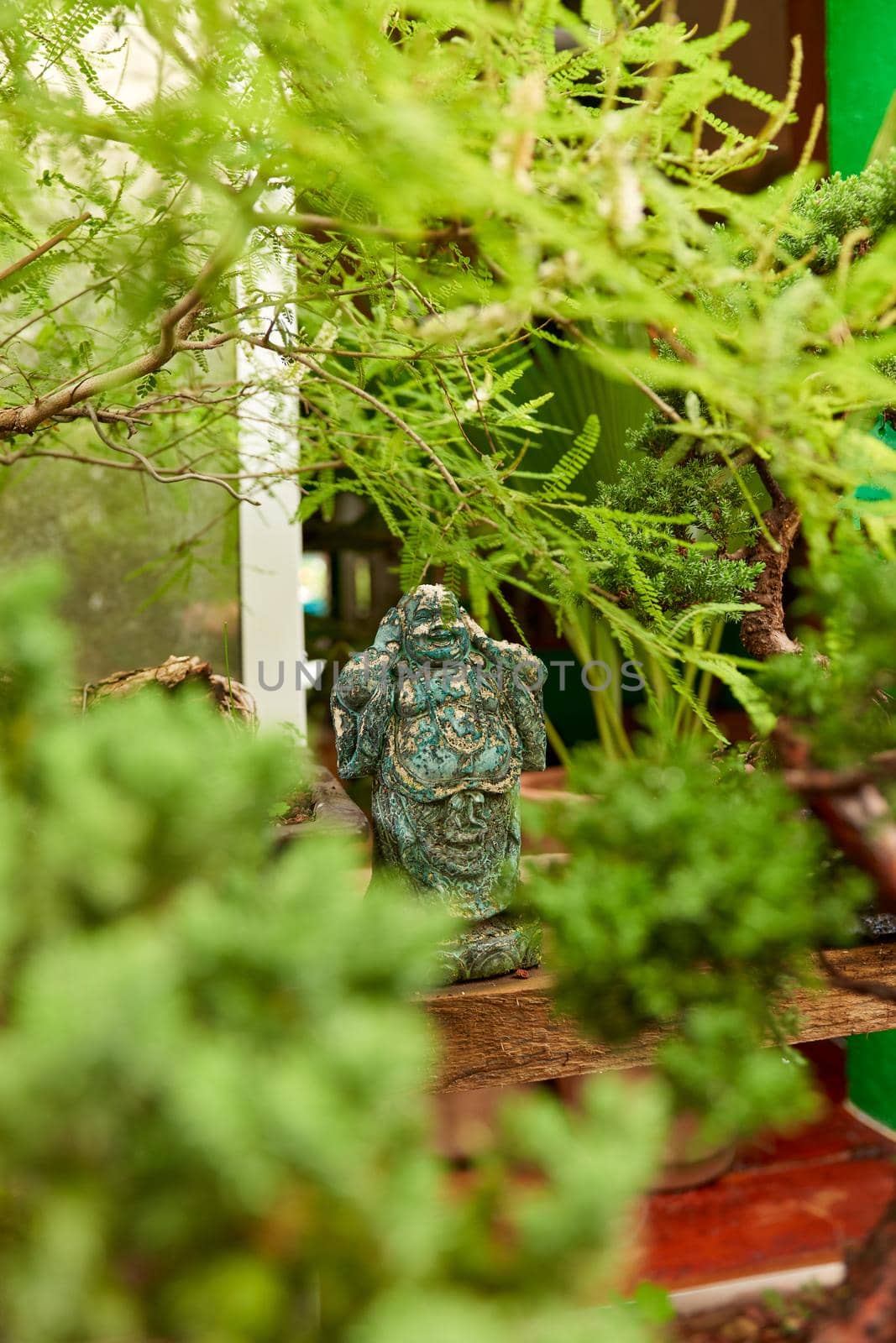 bonsai nursery with variety of species. bonsais, plants and trees.