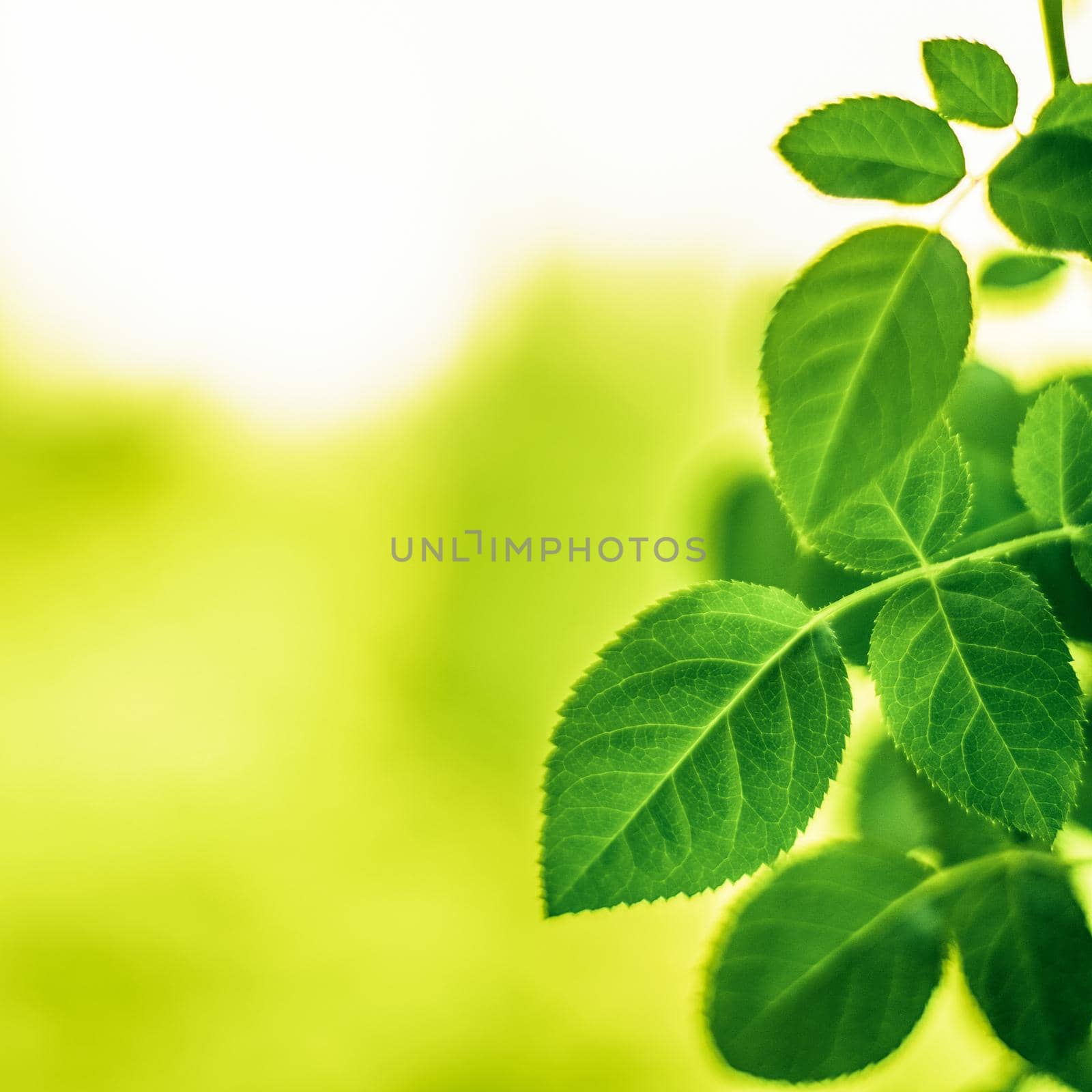 green leaves - nature backgrounds and springtime styled concept