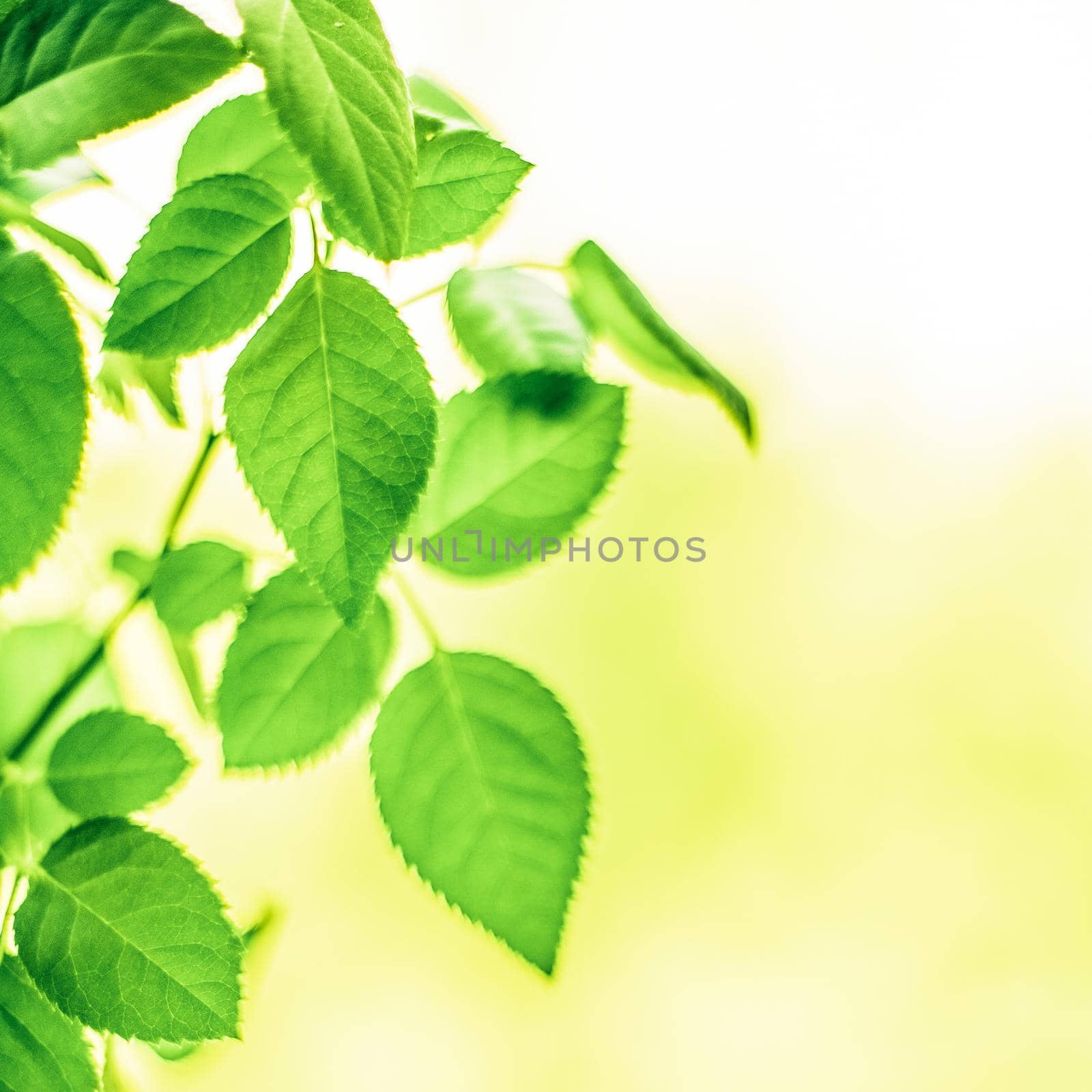 green leaves - nature backgrounds and springtime styled concept