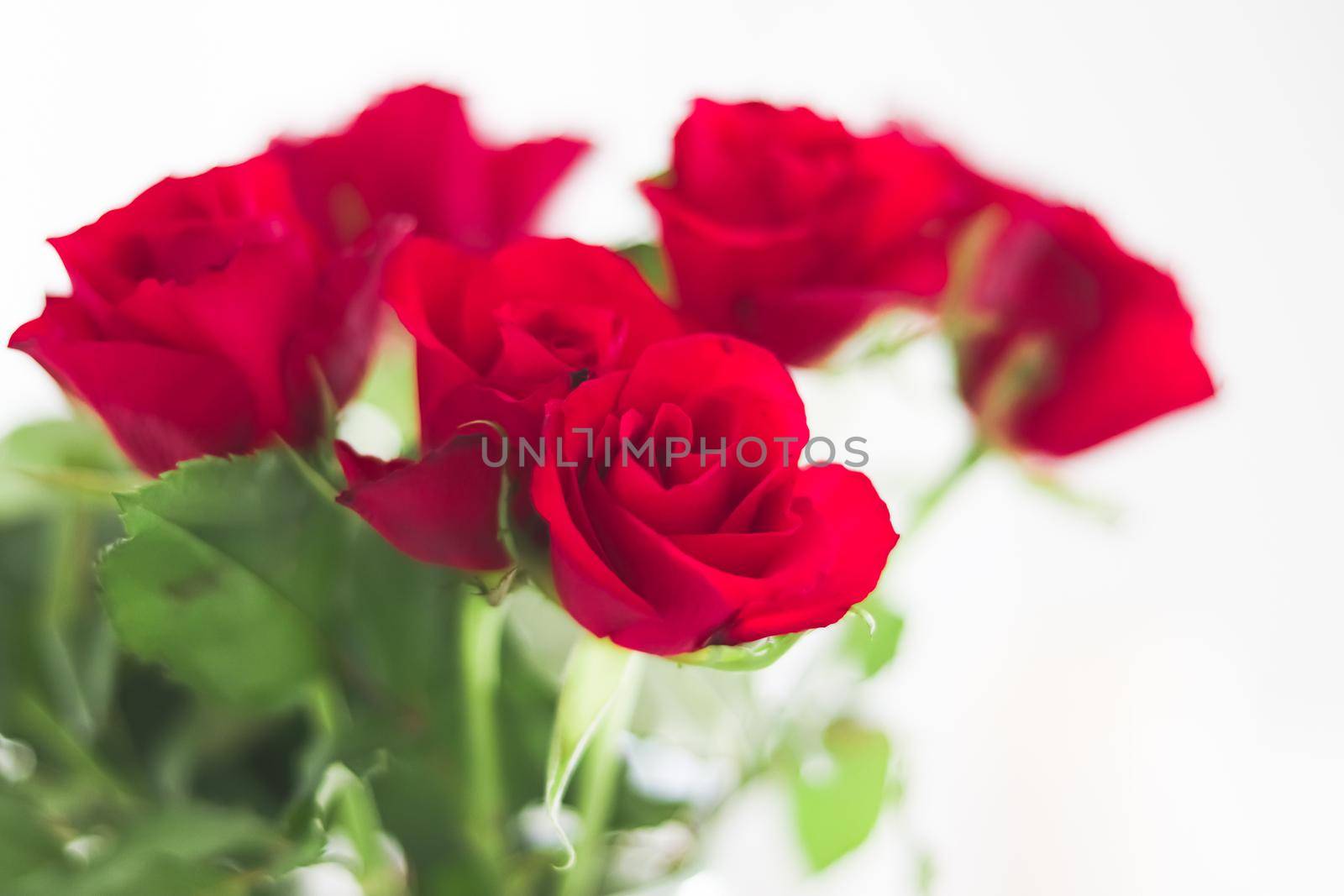 Tender bouquet of red roses, floral gift and beautiful flowers closeup