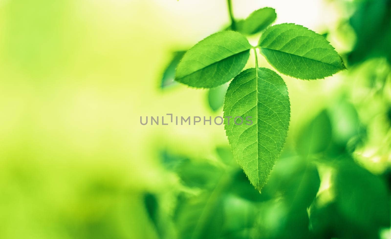 green leaves - nature backgrounds and springtime styled concept