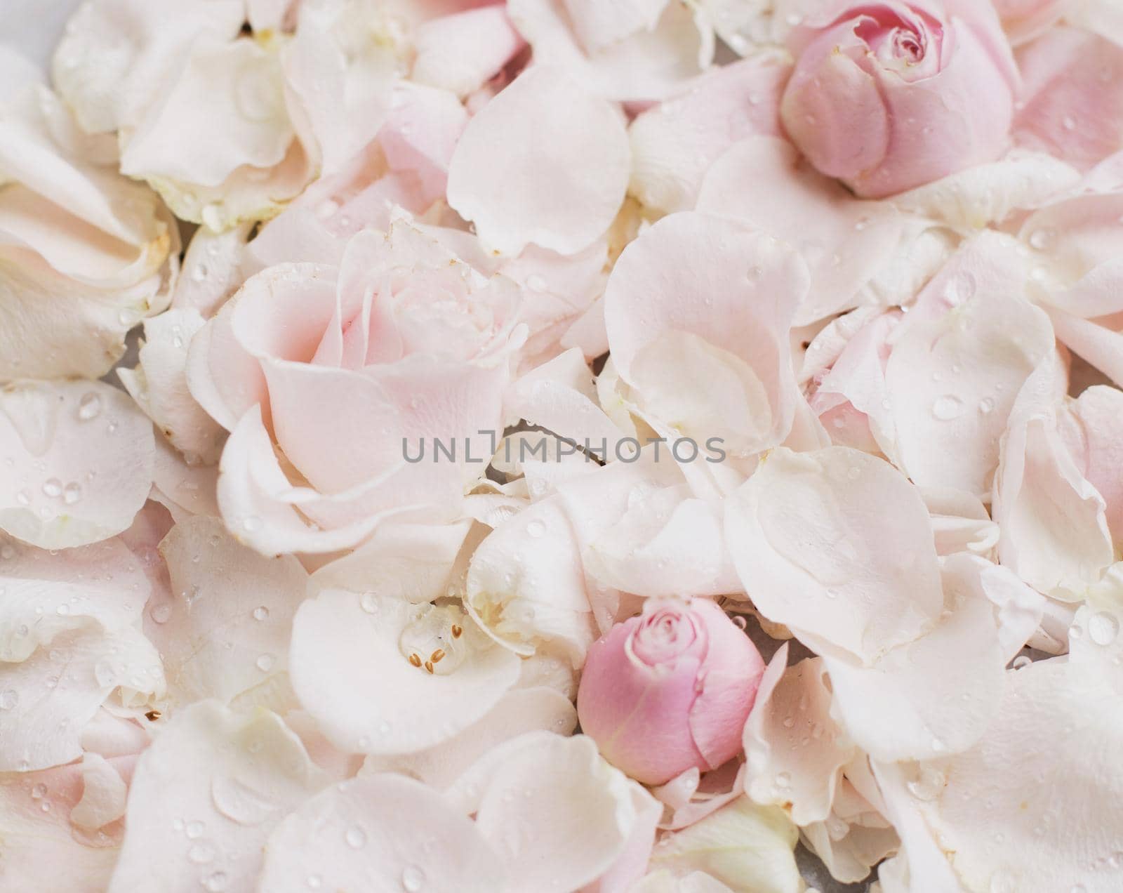 rose flower petals on marble - wedding, holiday and floral garden styled concept, elegant visuals