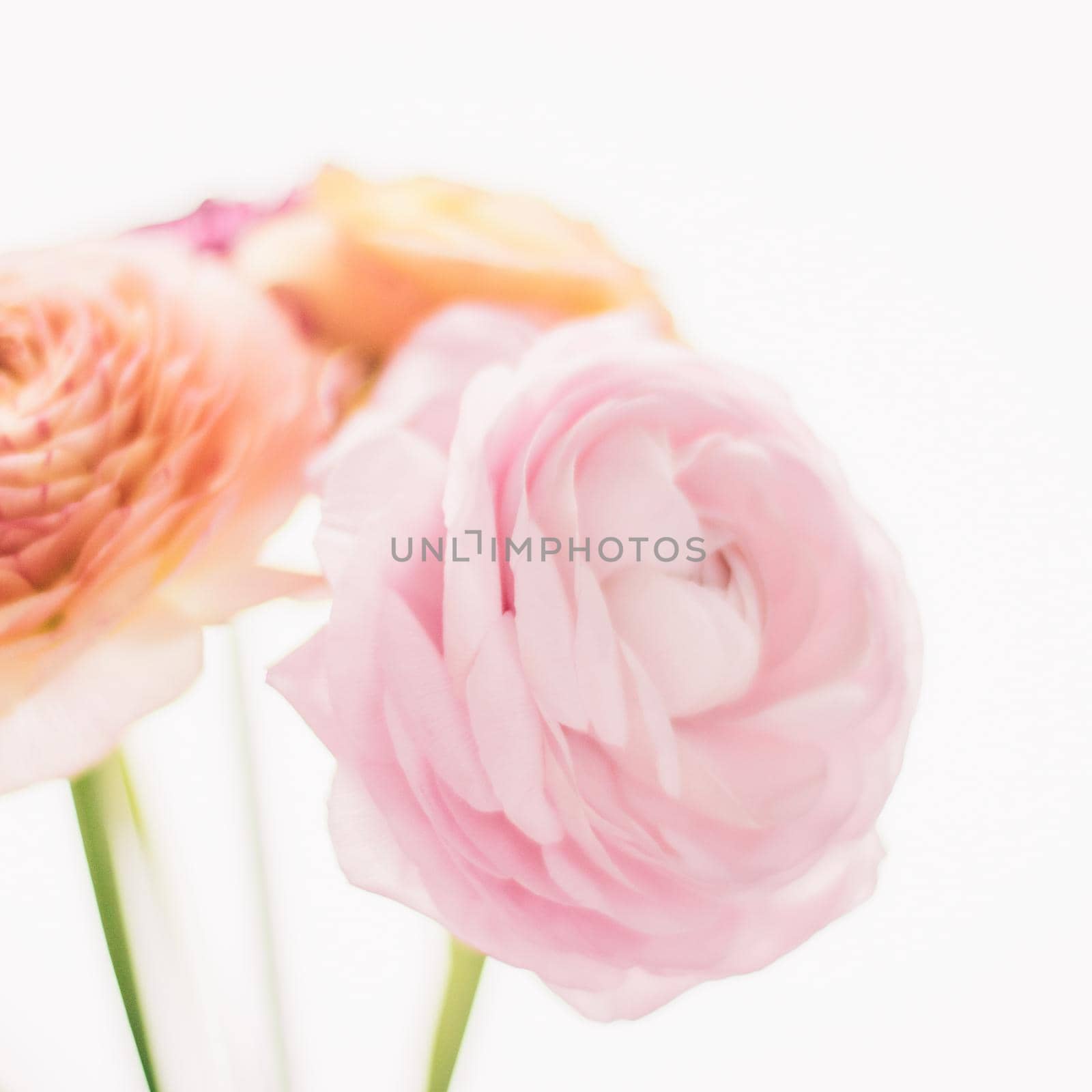 pink rose flowers from the garden - wedding, holiday and floral garden styled concept by Anneleven
