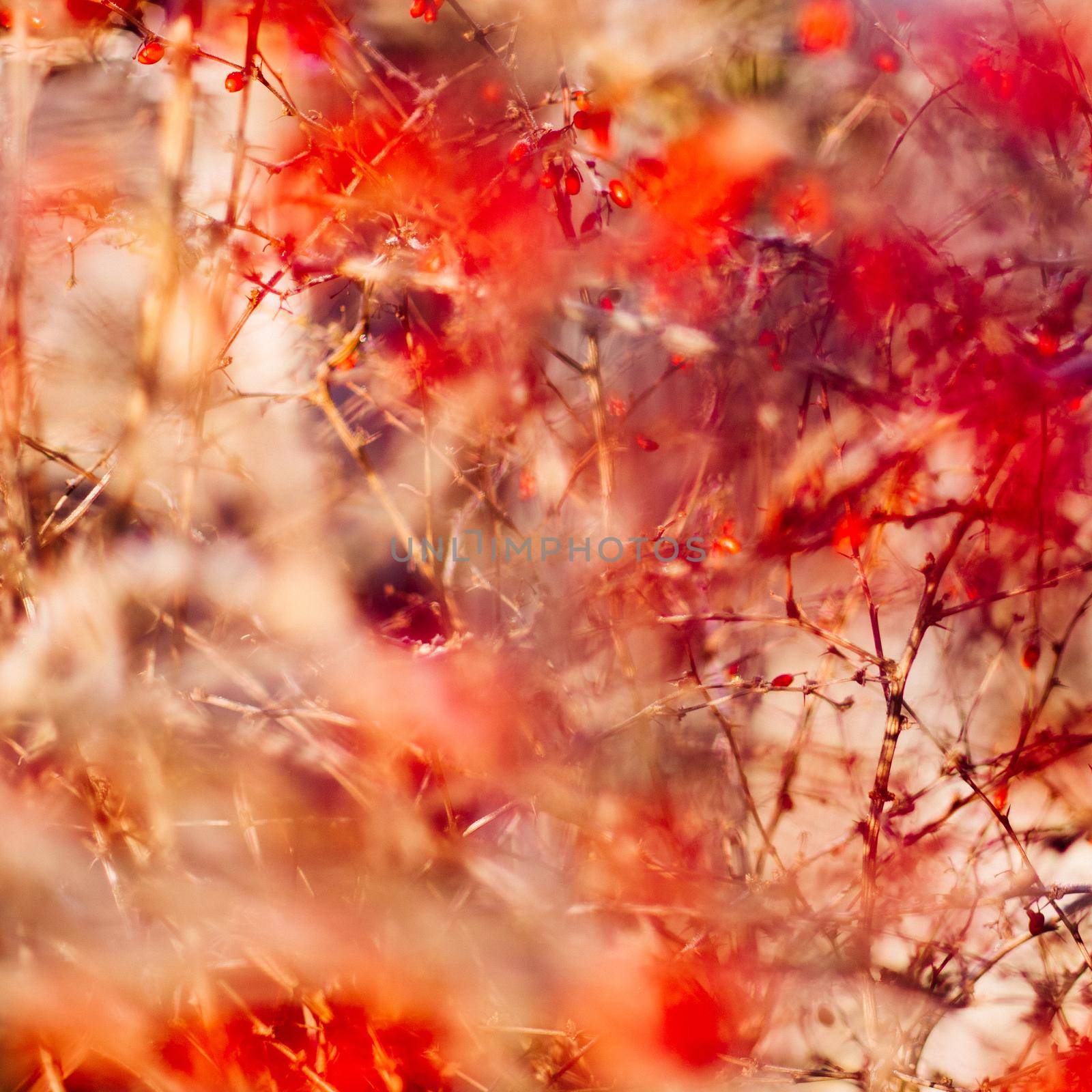 abstract autumn art - nature and environment concept by Anneleven