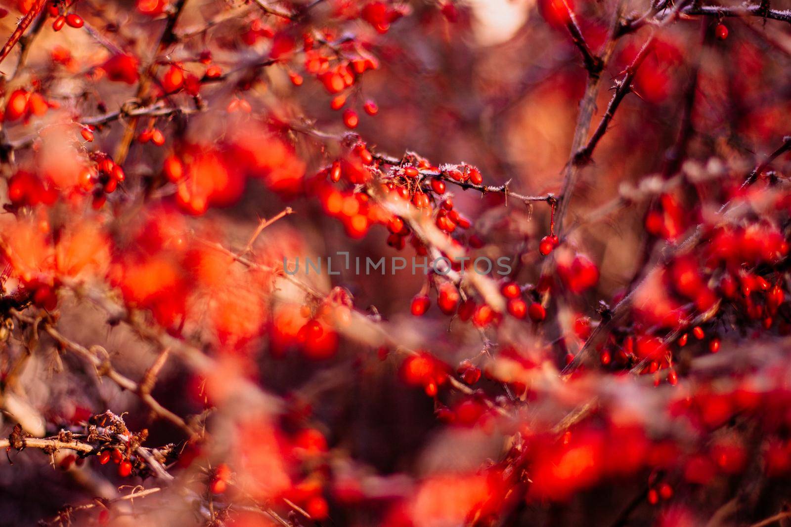 abstract autumn art - nature and environment concept, elegant visuals