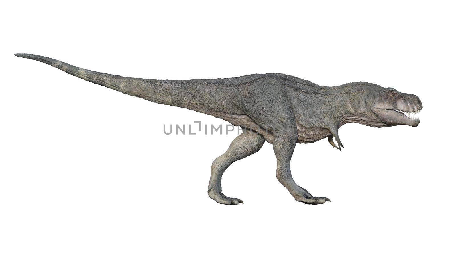 3d render of Tyrannosaurus rex on a white background 4K