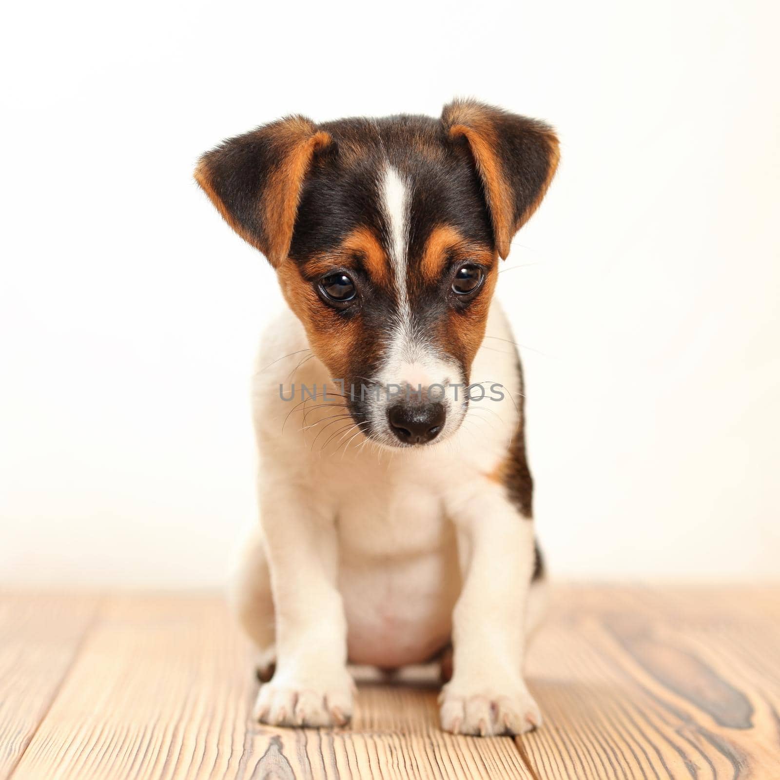 Jack Russell terrier puppy standing on wooden boards, white background, studio shot.