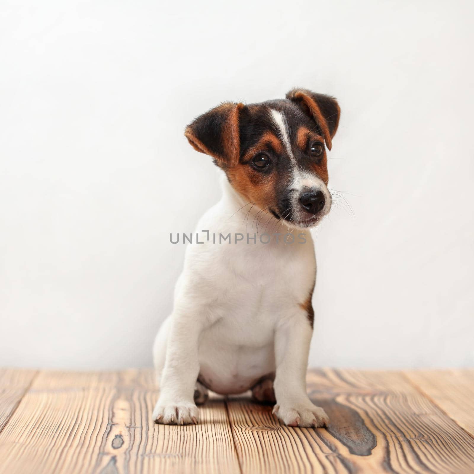 Two months old Jack Russell terrier puppy, studio shots on wooden boards with white background.