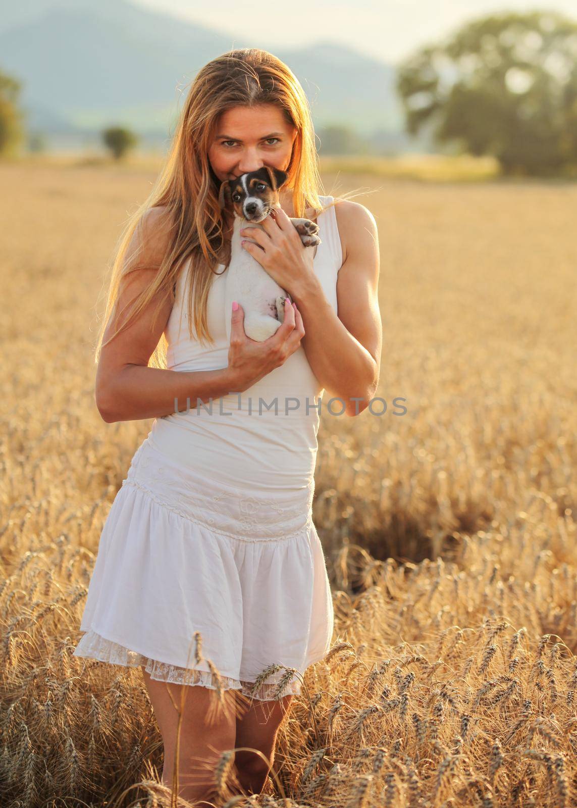 Young athletic woman in white dress, holds 2 months old Jack Russell terrier puppy on her hands, sunset lit wheat field in background. by Ivanko