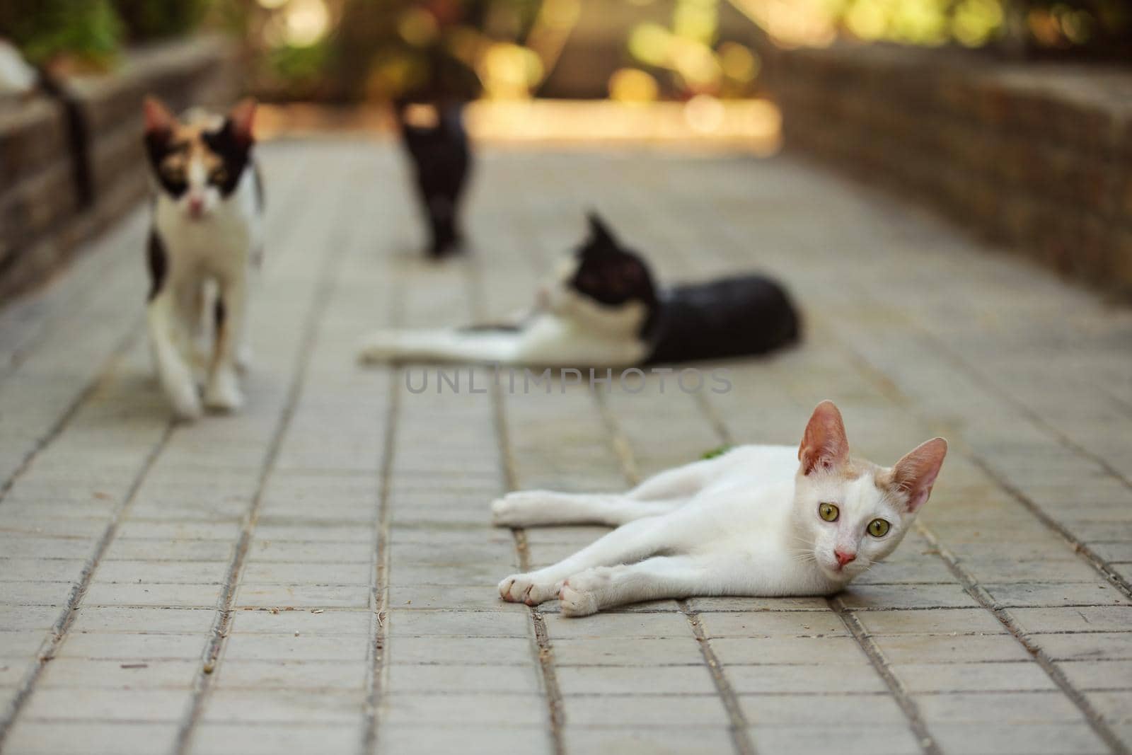 White stray cat laying on concrete pavement in hotel resort, more cats in background.