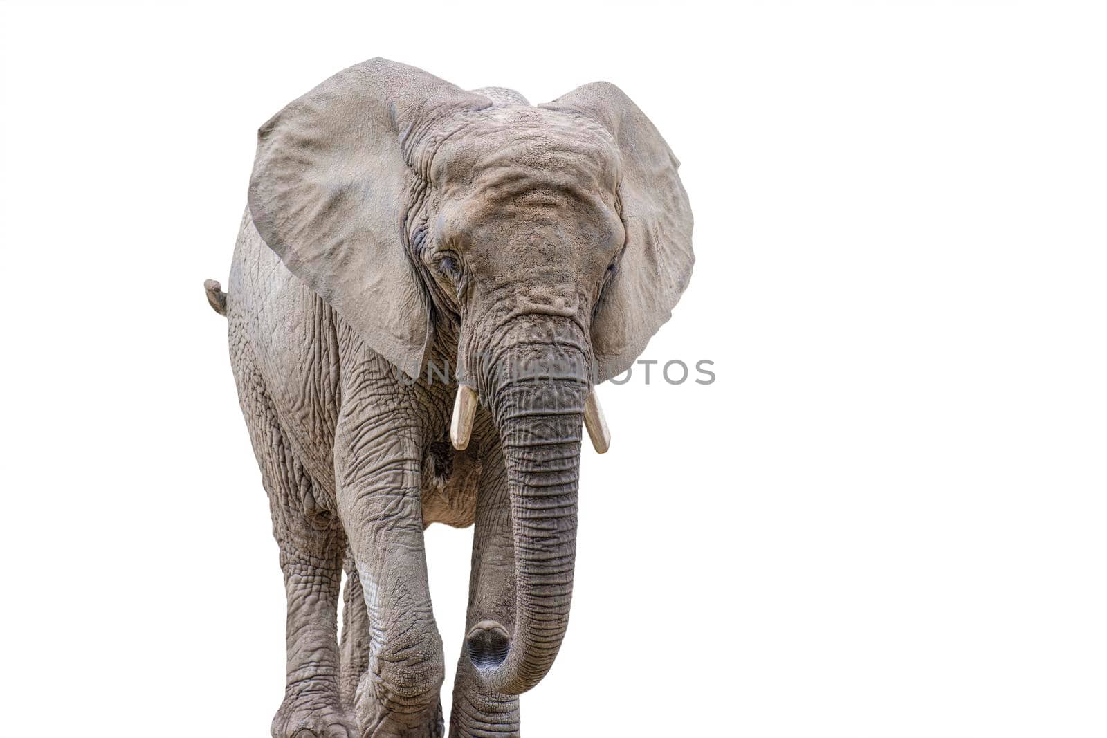 Walking elephant isolated on white. African elephant isolated on a uniform white background. Photo of an elephant close-up, side view