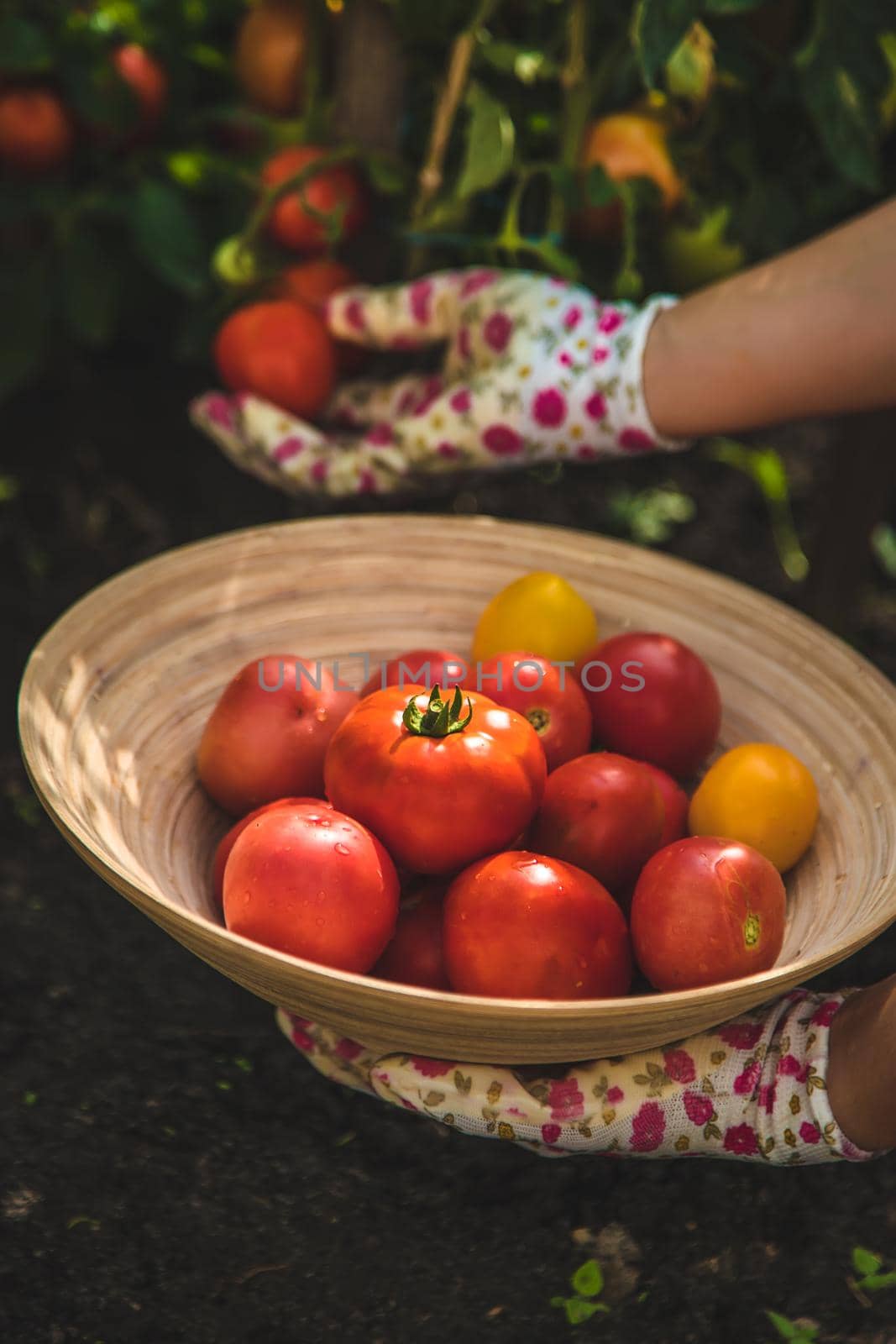 The farmer harvests tomatoes in the garden. Selective focus. Food.
