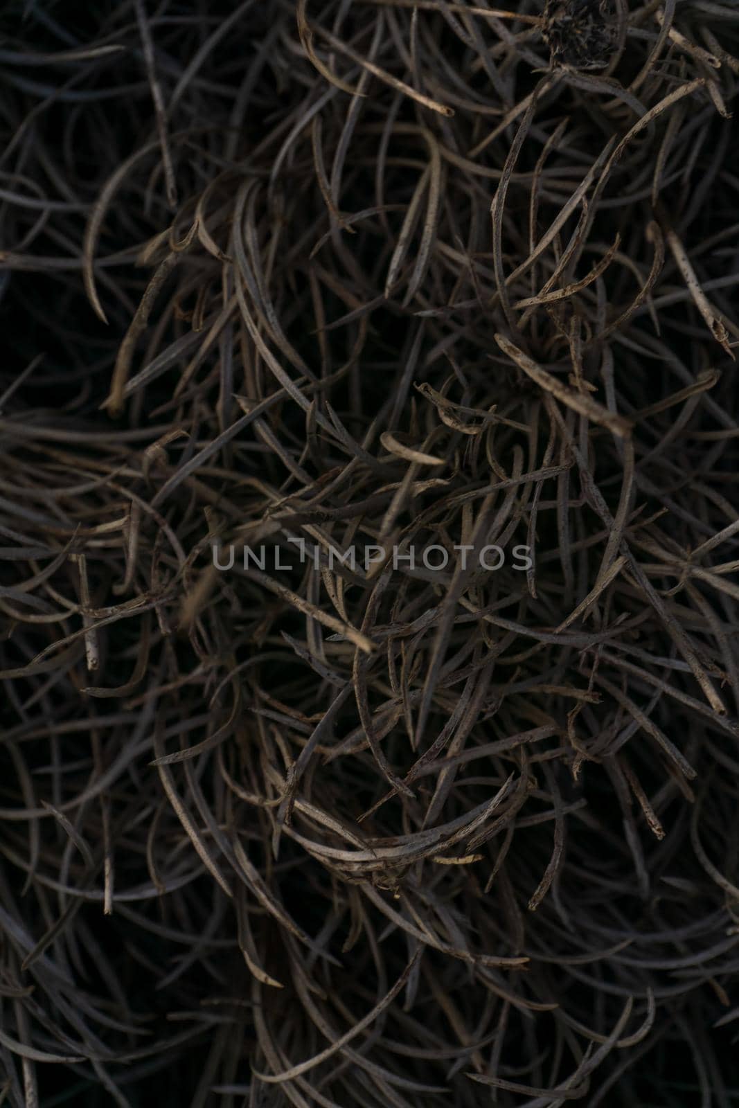 Burnt grass patterned abstract gray background close up