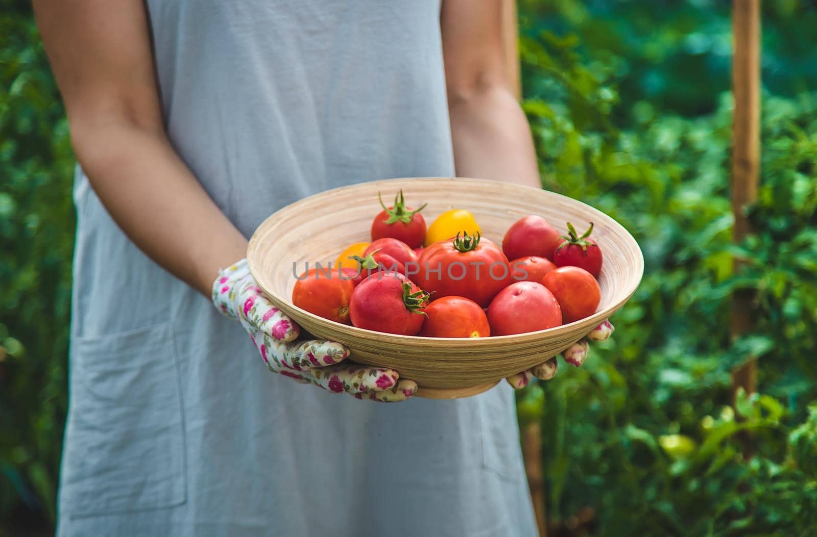 The farmer harvests tomatoes in the garden. Selective focus. Food.