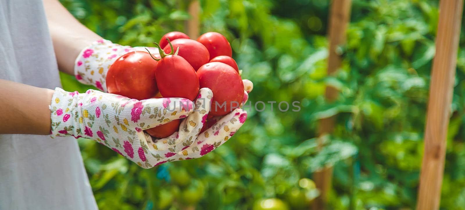 The farmer harvests tomatoes in the garden. Selective focus. Food.