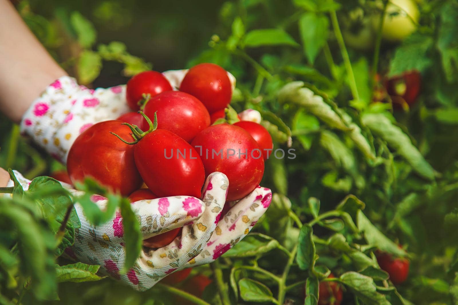 The farmer harvests tomatoes in the garden. Selective focus. Food.