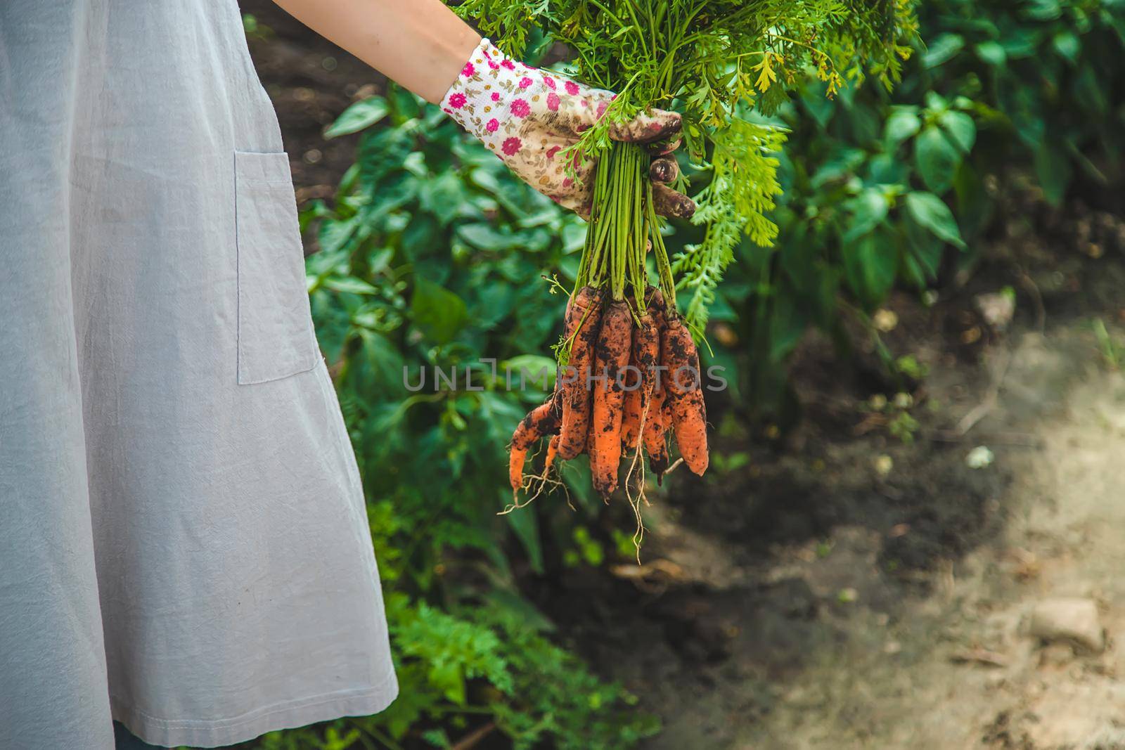 Farmer woman harvests carrots in the garden. Selective focus. Food.