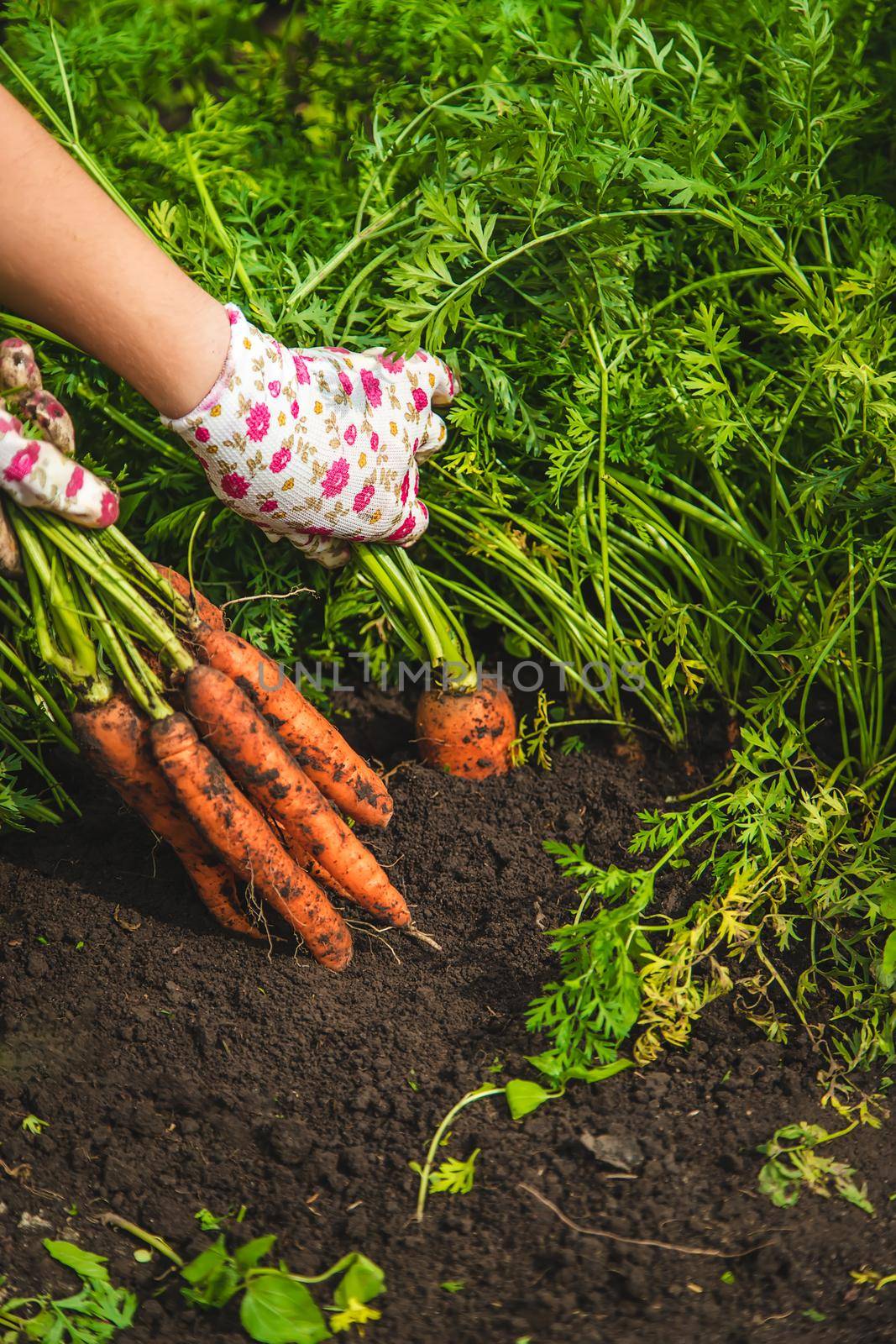 Farmer woman harvests carrots in the garden. Selective focus. Food.
