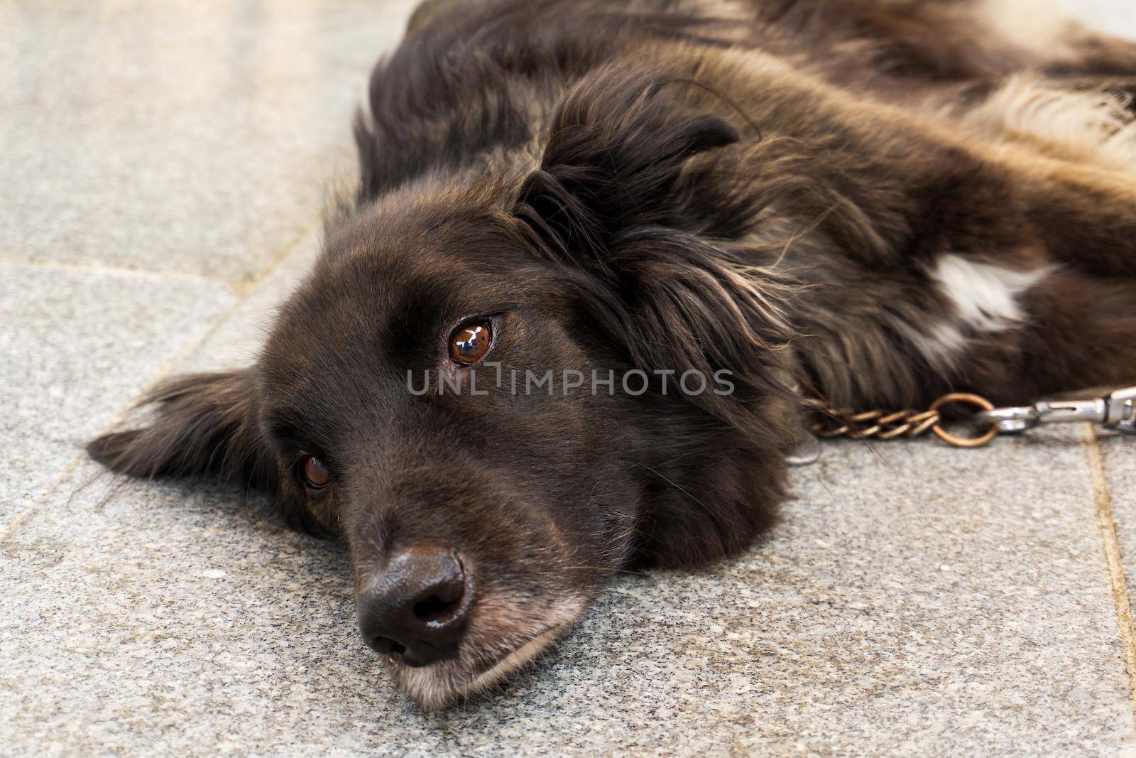 A beautiful mongrel dog with a long coat of smoky color lies close up