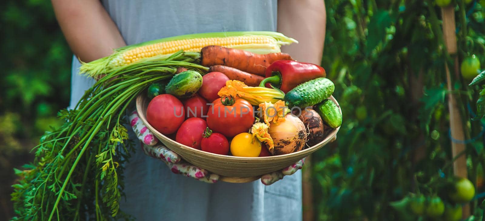 Farmer woman harvests vegetables in the garden. Selective focus. Food.
