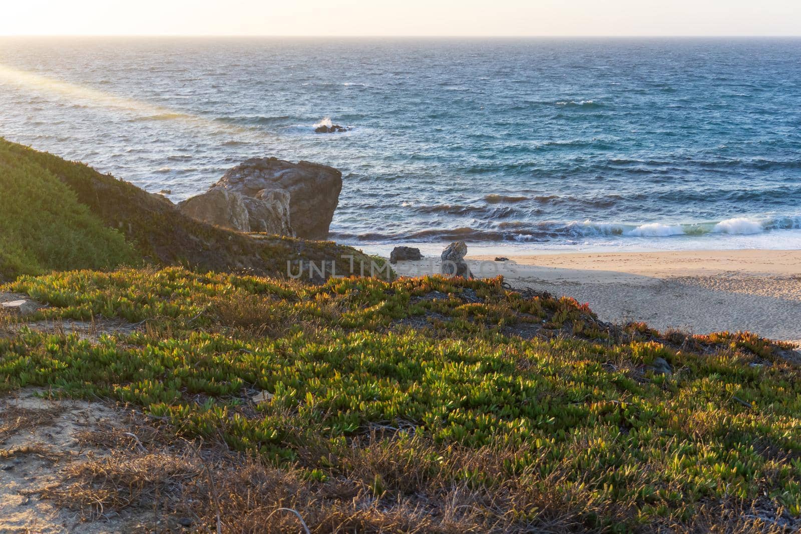 The coast of the Atlantic Ocean with thickets of colorful succulents on the shore in the rays of the setting sun view