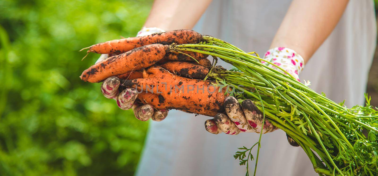 Farmer woman harvests carrots in the garden. Selective focus. Food.