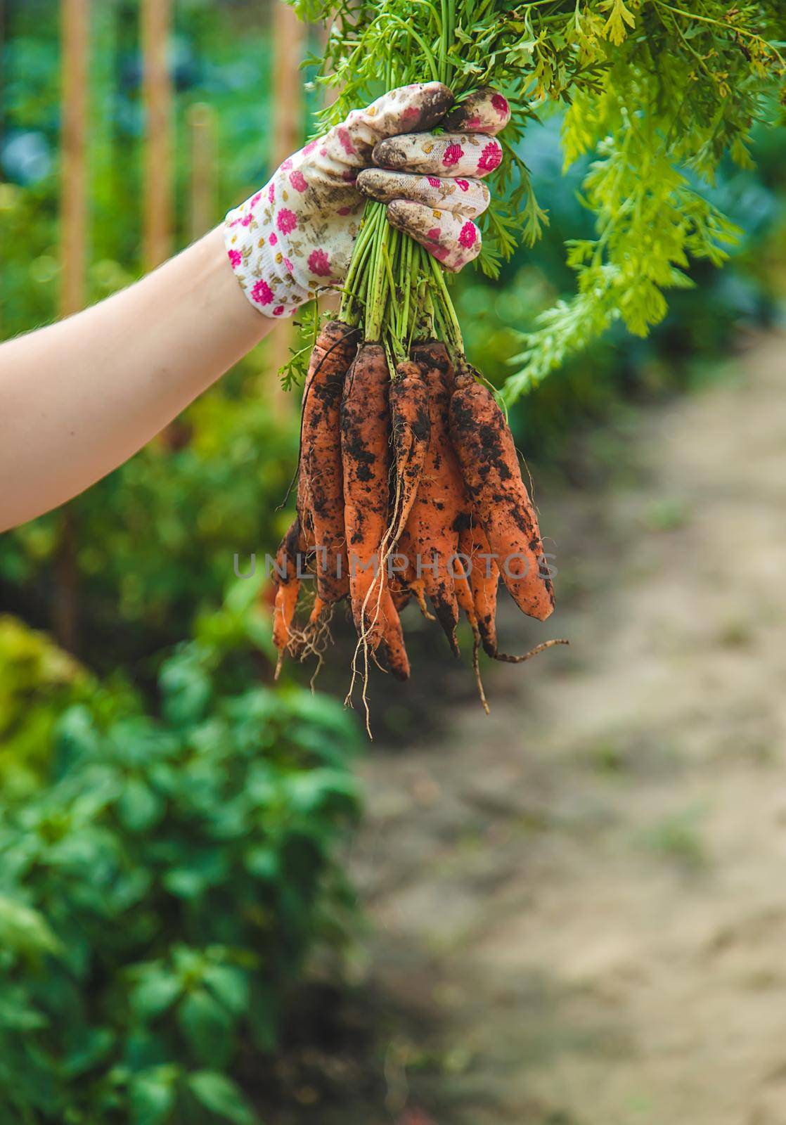 Farmer woman harvests carrots in the garden. Selective focus. Food.