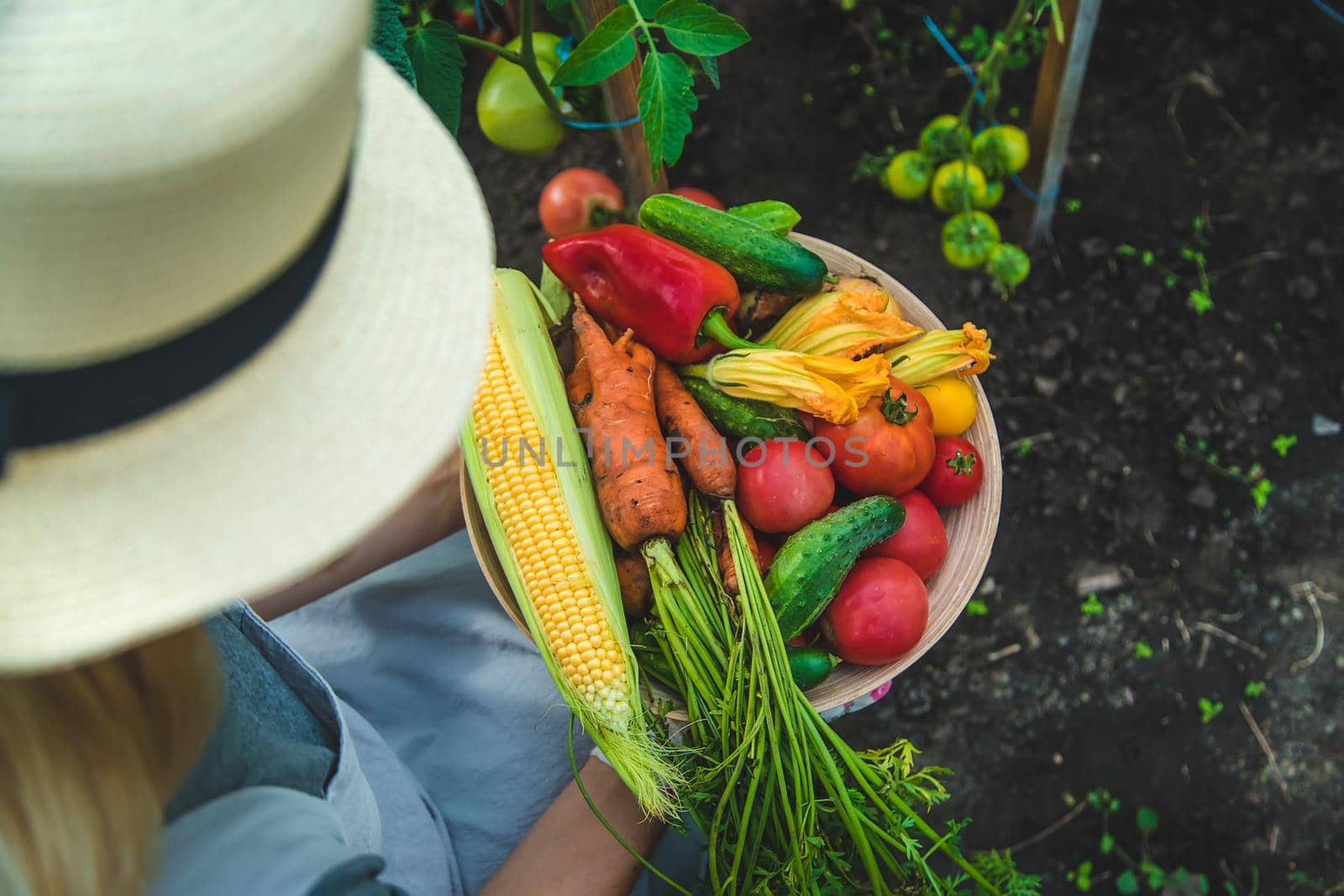 Farmer woman harvests vegetables in the garden. Selective focus. Food.