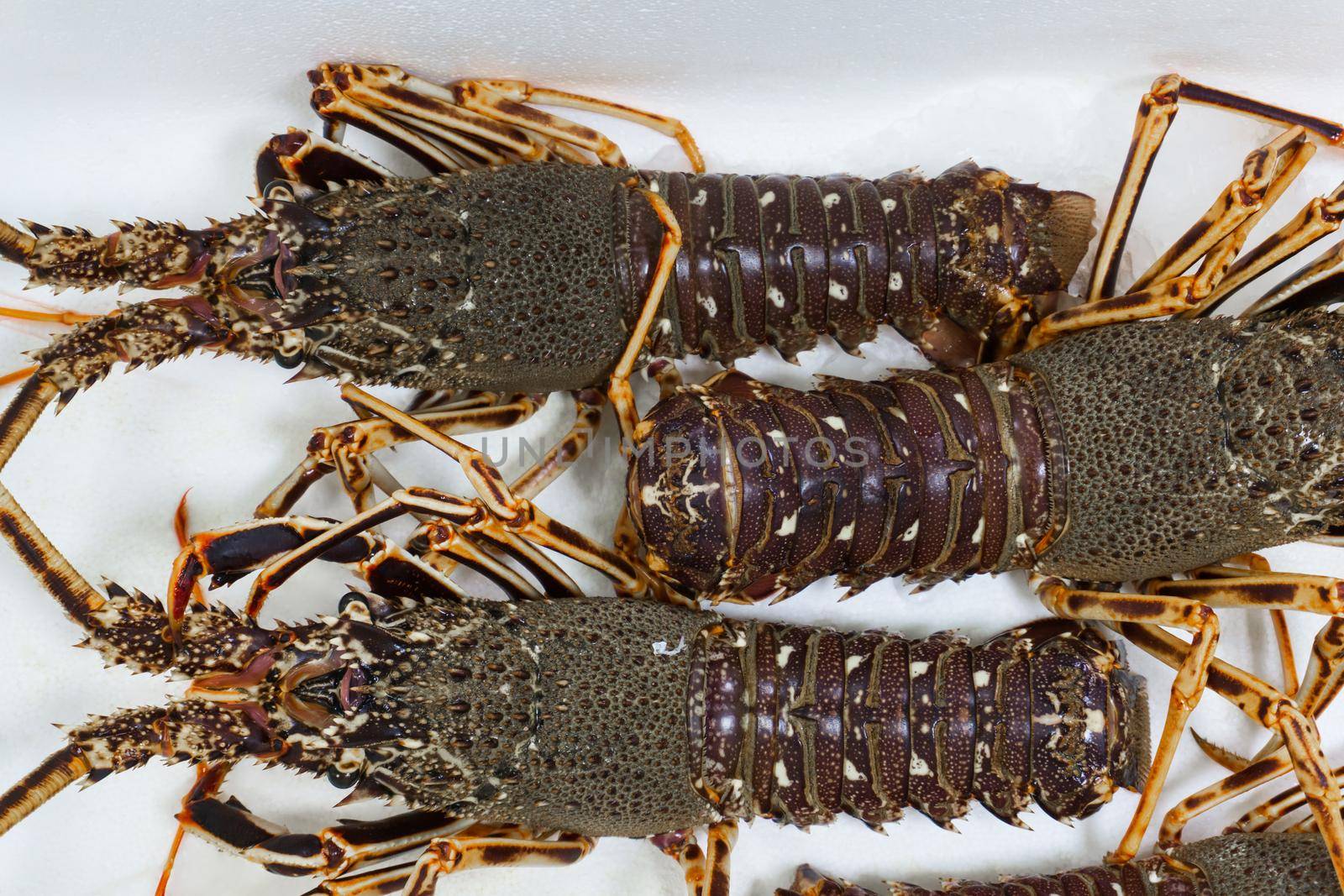 Live spiny lobsters on a white background on the counter of a fish store close up