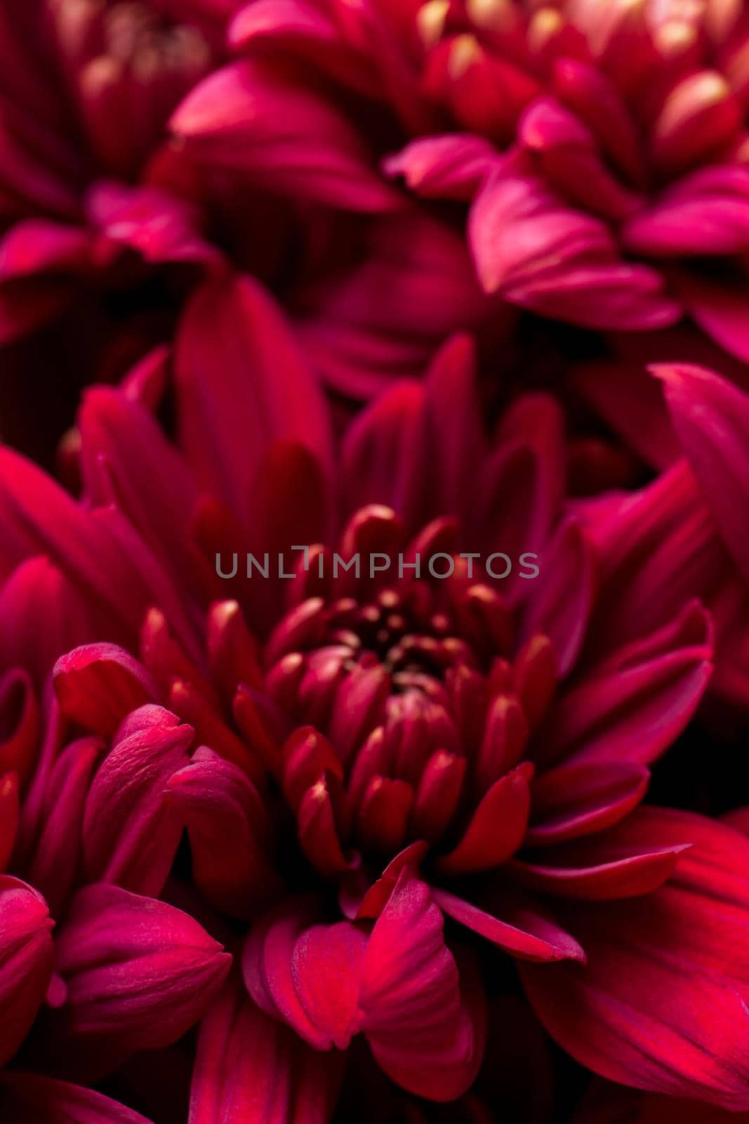 Burgundy chrysanthemum flowers on a white background close up