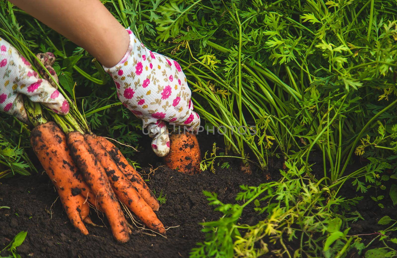 Farmer woman harvests carrots in the garden. Selective focus. Food.