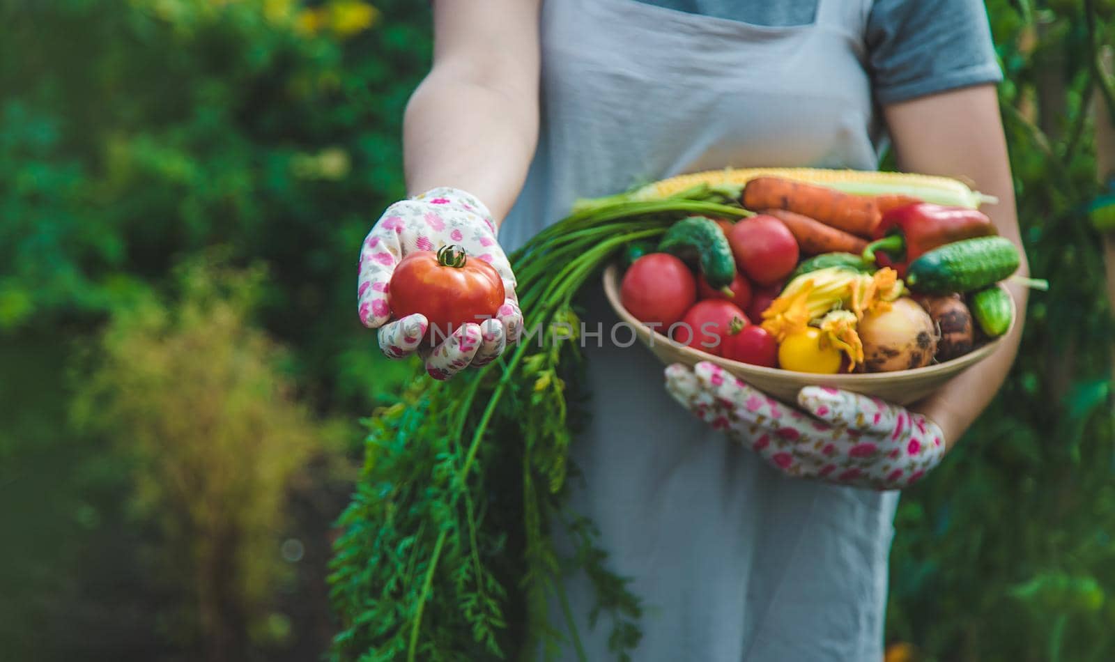 Farmer woman harvests vegetables in the garden. Selective focus. Food.