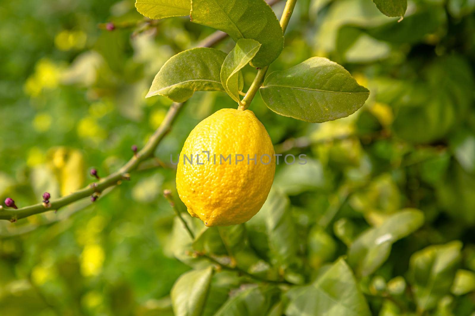 Ripe lemons hanging on a tree. Growing a lemon. Mature lemons on tree. Selective focus and close up.