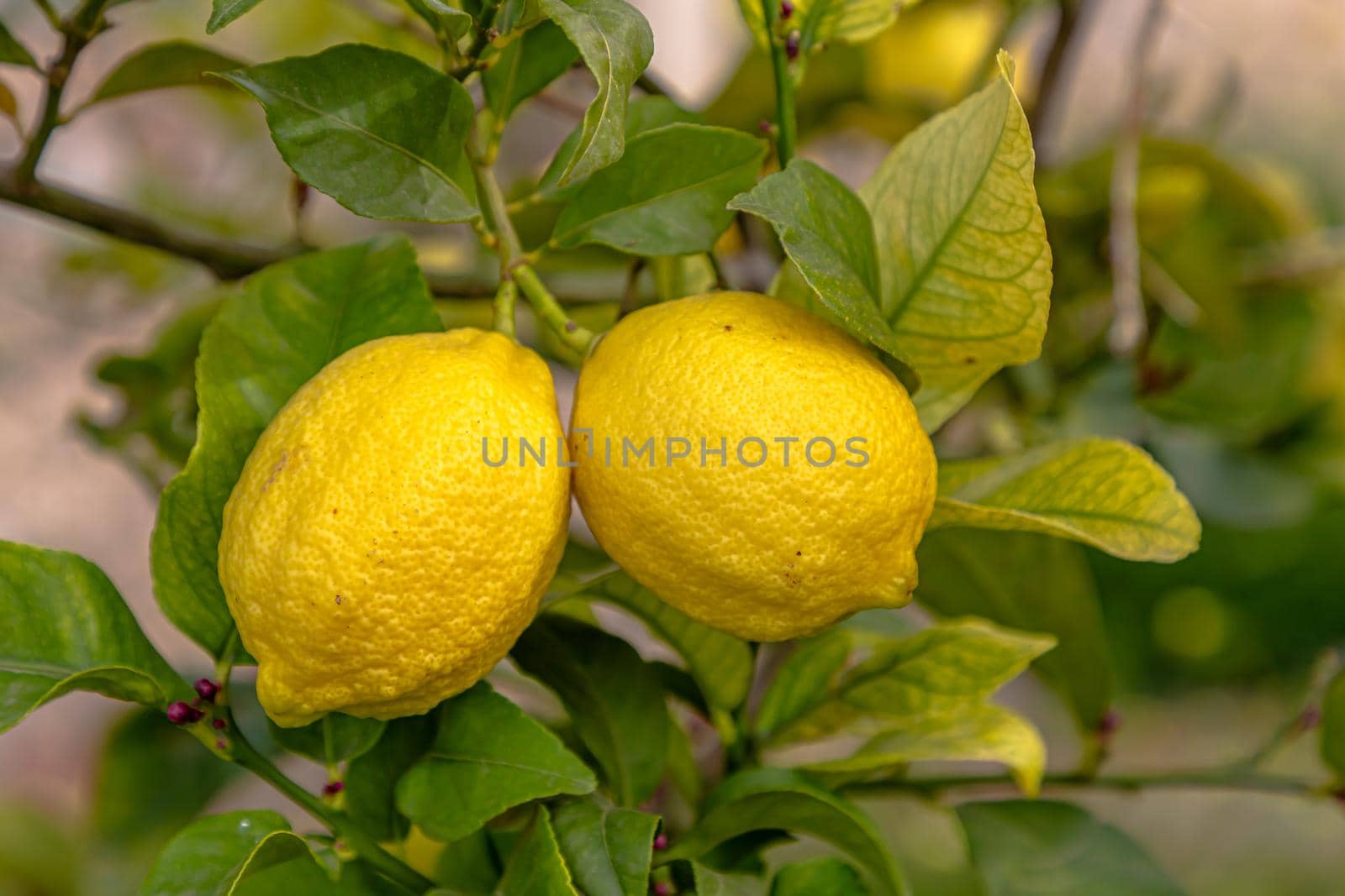 Ripe lemons hanging on a tree. Growing a lemon. Mature lemons on tree. Selective focus and close up by Milanchikov