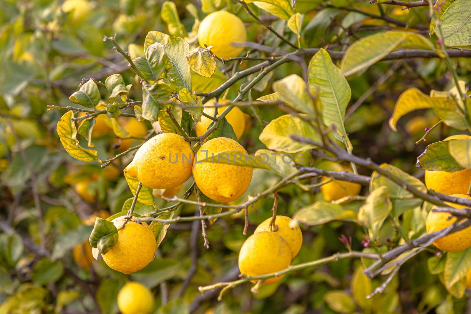 Ripe lemons hanging on a tree. Growing a lemon. Mature lemons on tree. Selective focus and close up by Milanchikov