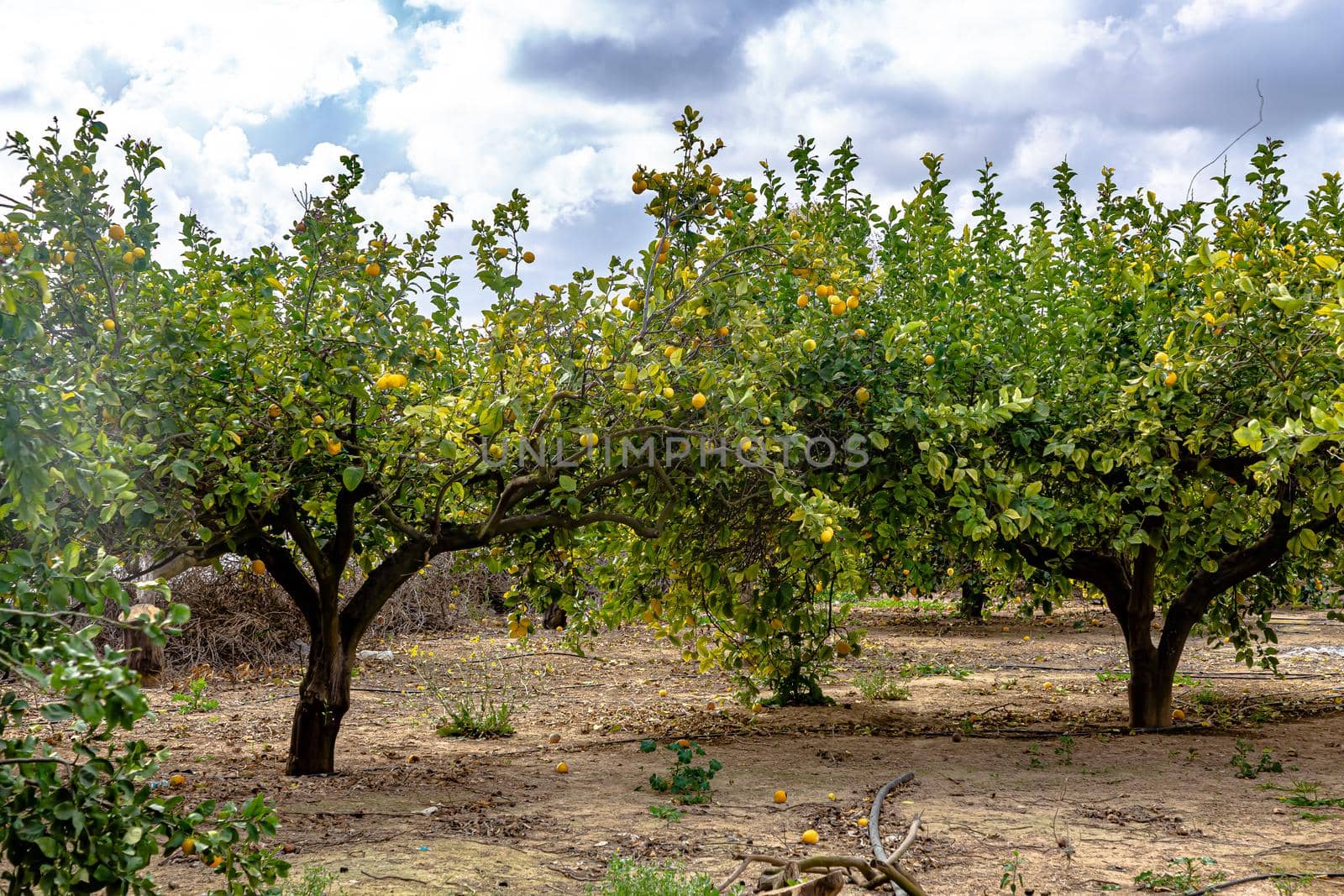 Ripe lemons hanging on a tree. Growing a lemon. Mature lemons on tree. Selective focus and close up by Milanchikov