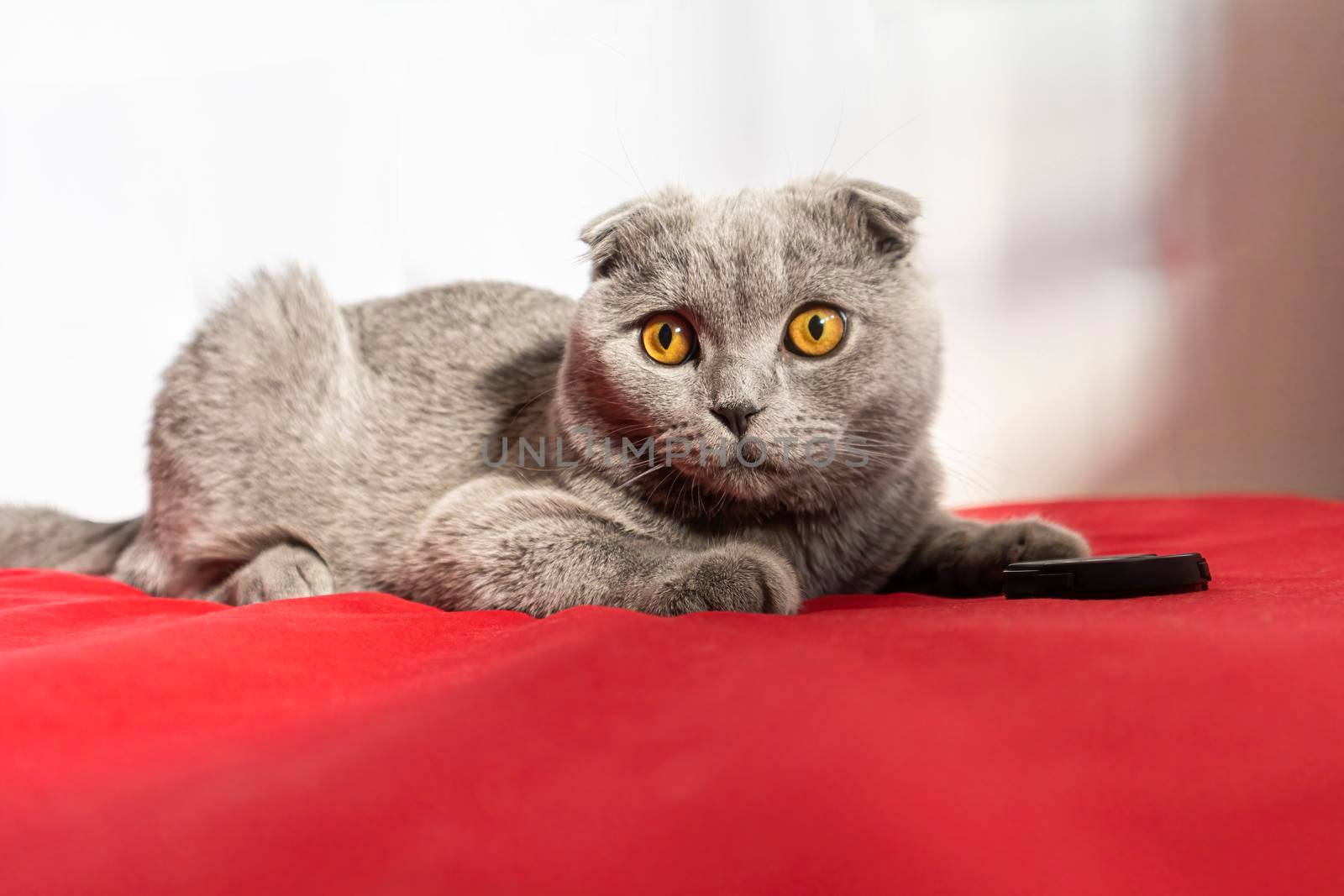 smoky lop-eared cat on a red bed. photo