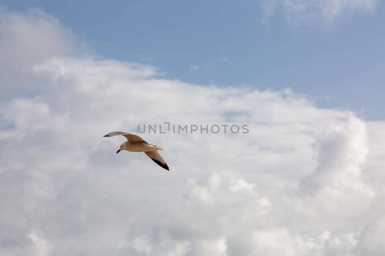 Seagull flying in clear sky at summer day. seagull flying among the clouds by Milanchikov