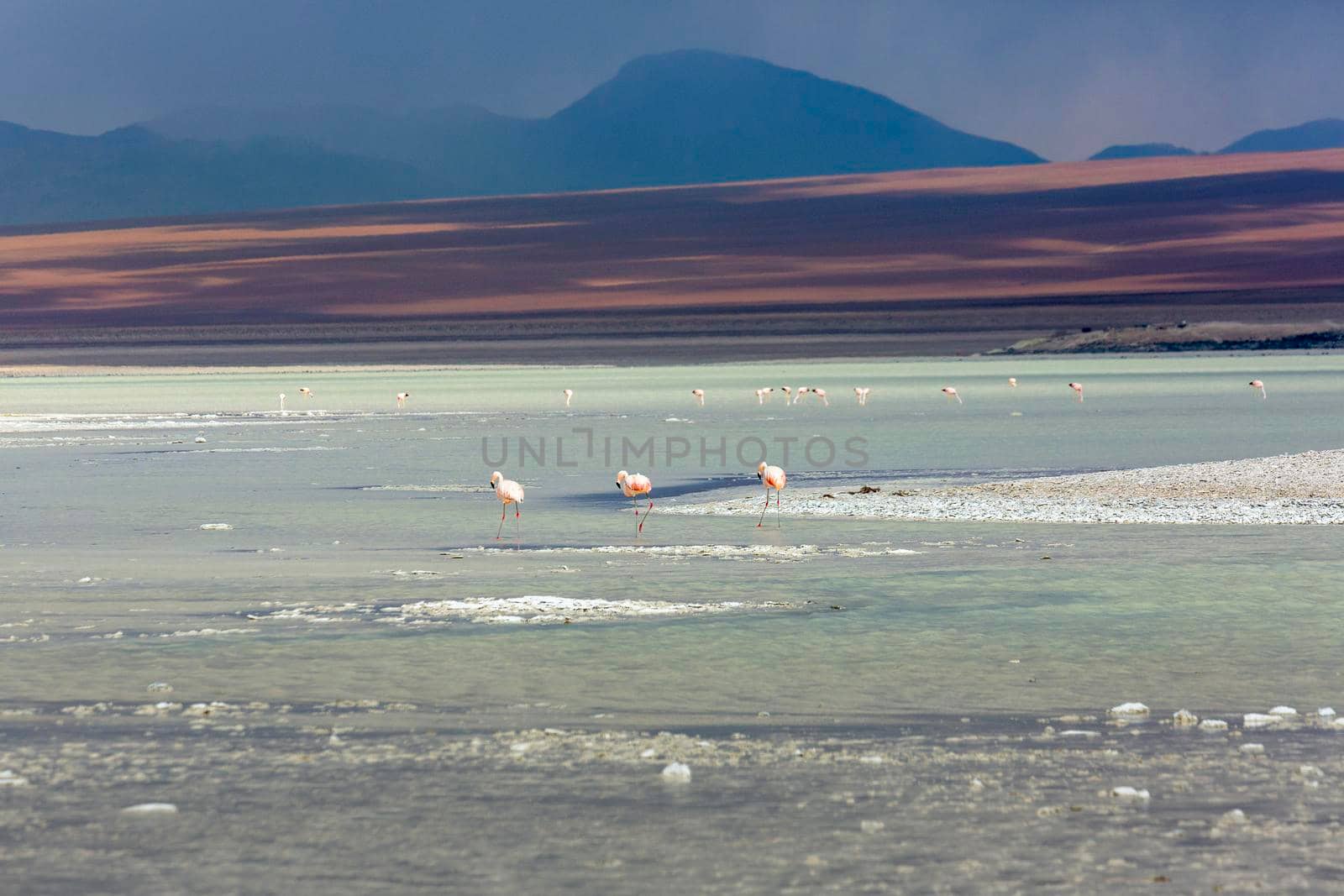 Chilean flamingos and Laguna Blanca, White Lagoon, in Altiplano of Bolivia, South America