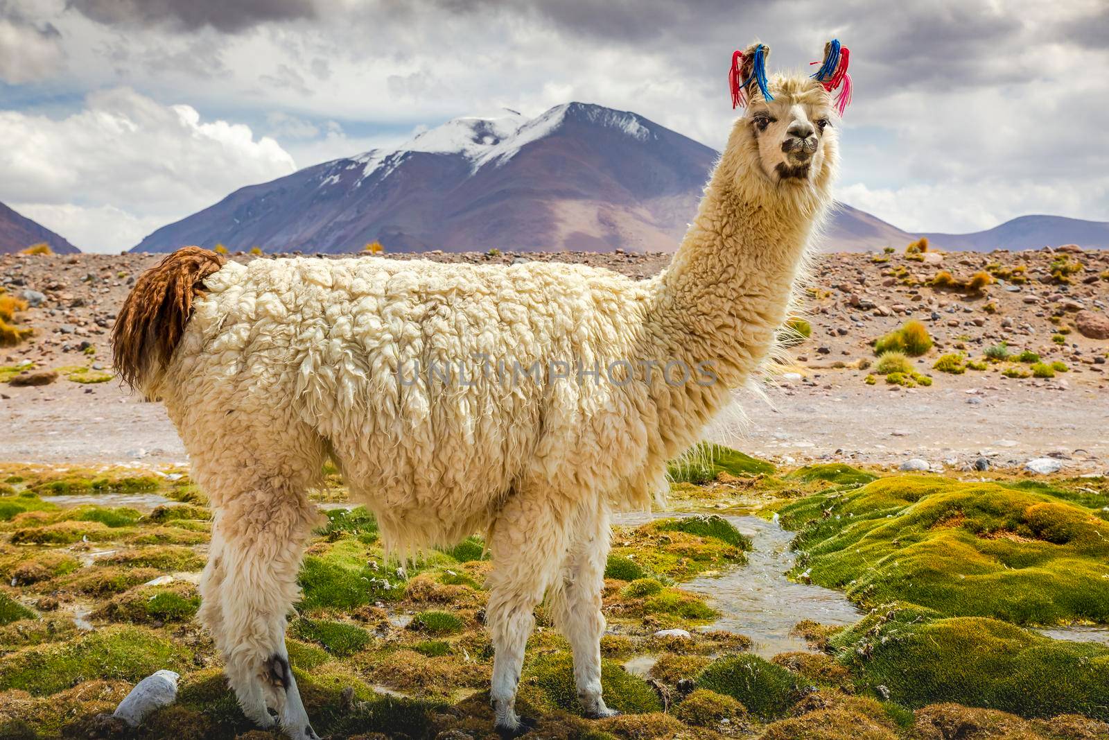llama in the wild of Atacama Desert, Andes altiplano, South America