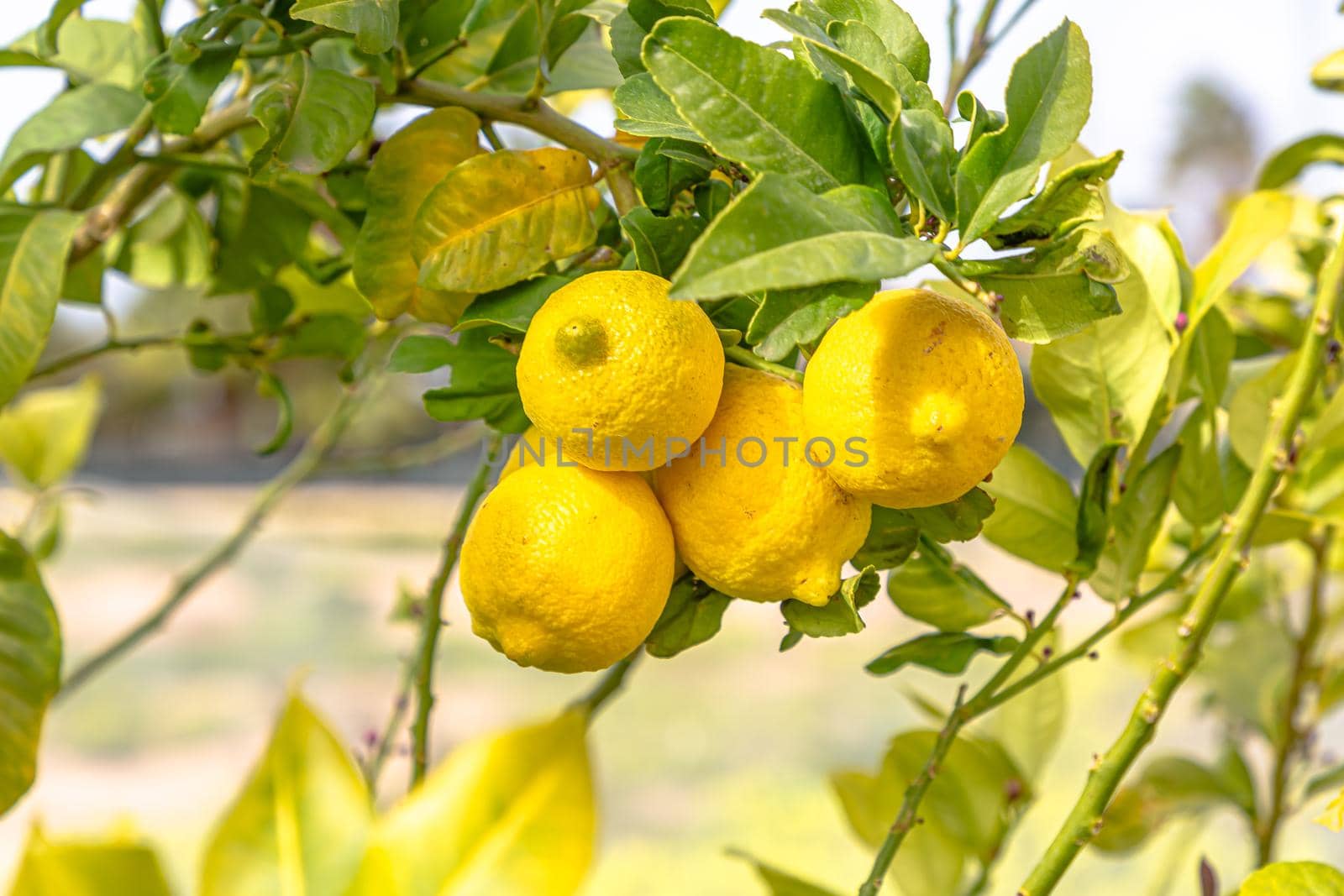 Ripe lemons hanging on a tree. Growing a lemon. Mature lemons on tree. Selective focus and close up.