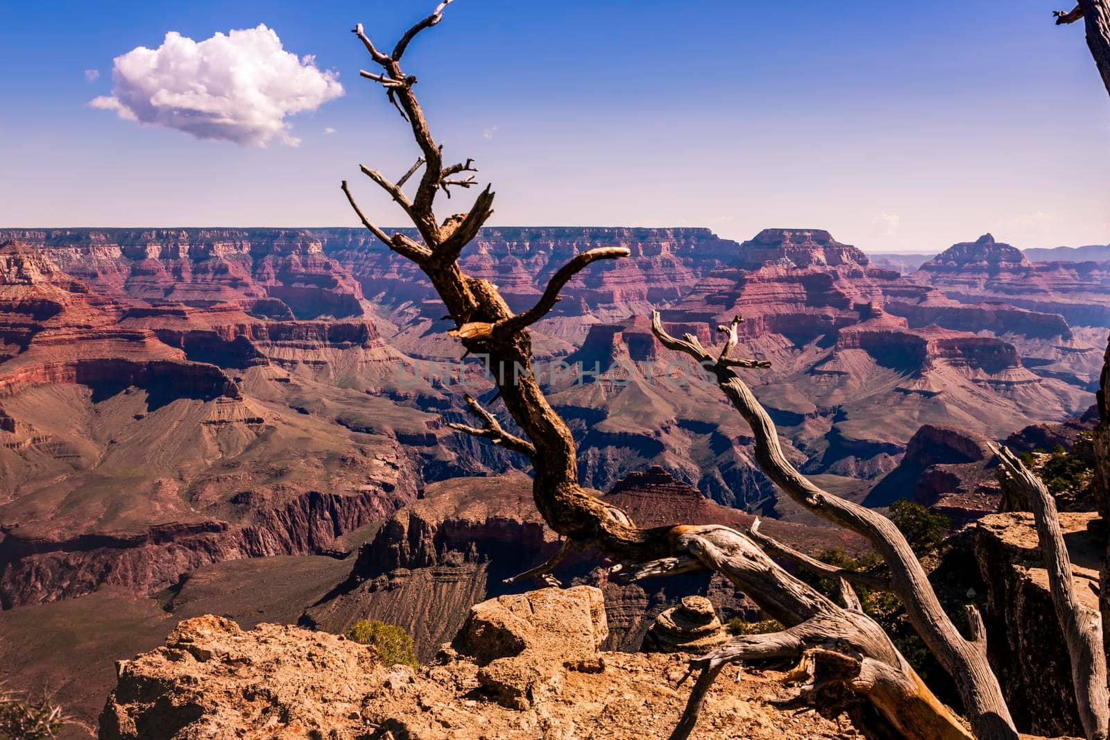 Grand Canyon south rim with single tree trunk, Arizona, United States