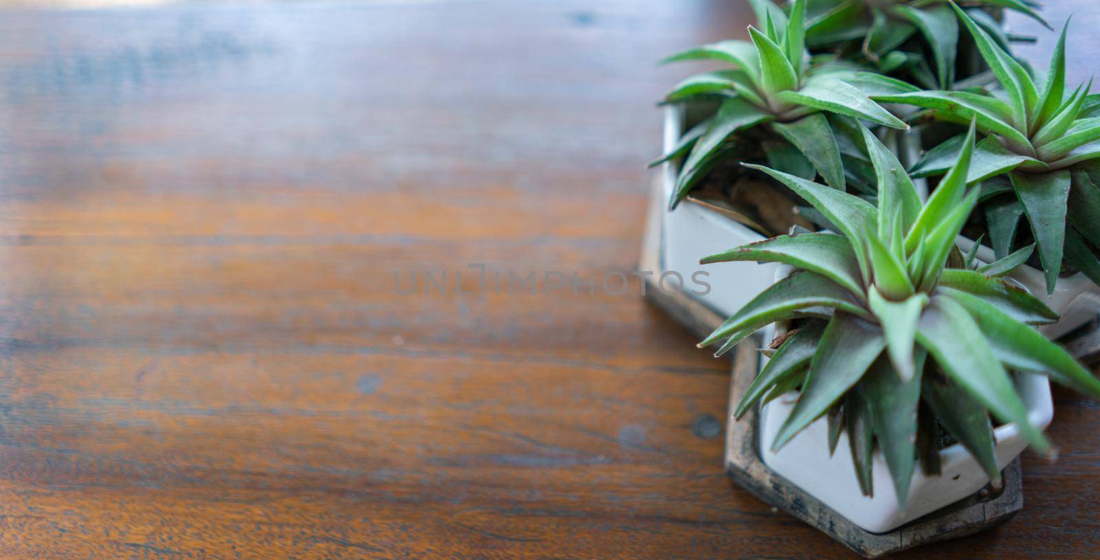 Small trees in pots with copy space on a wooden table by Buttus_casso